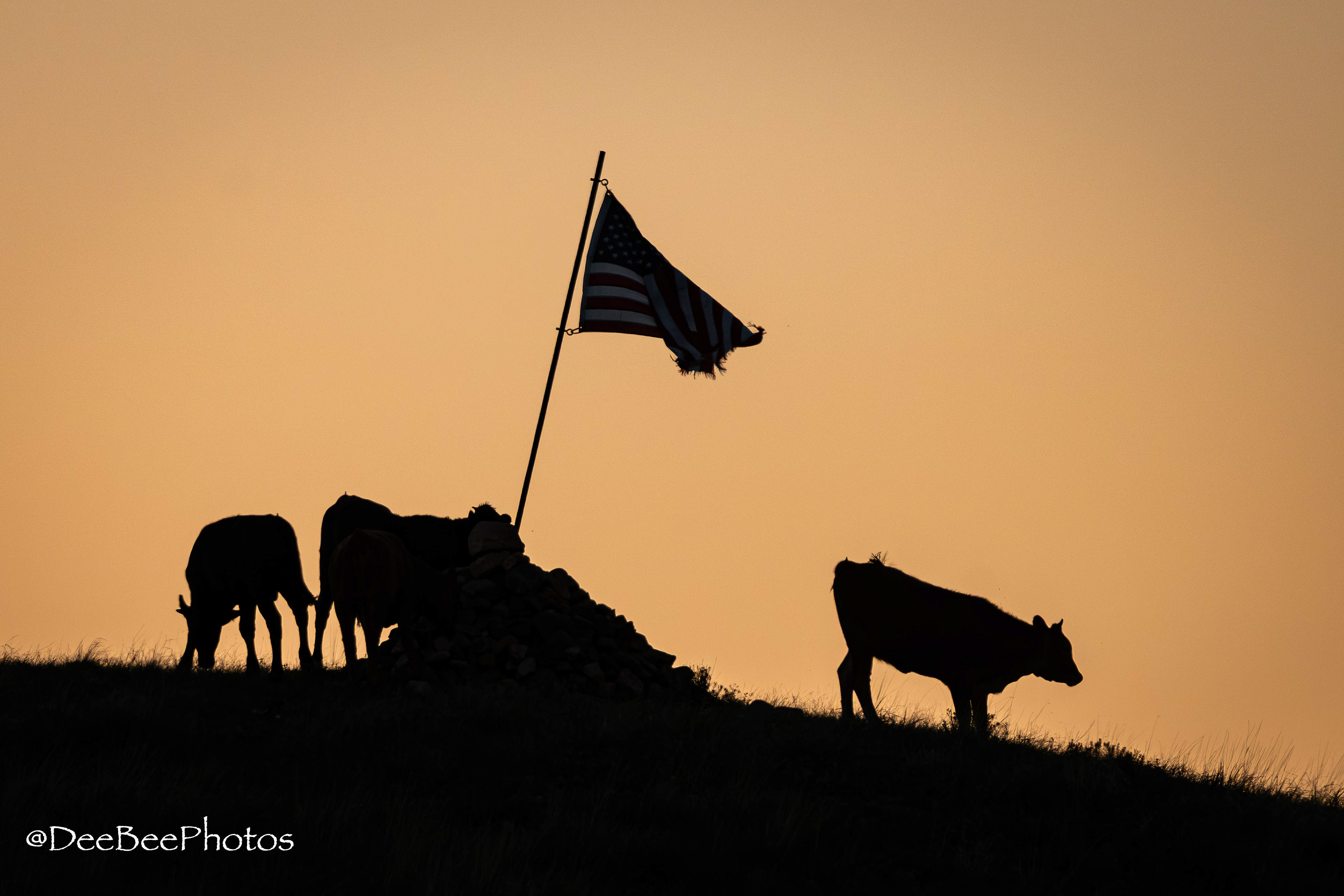 Cows