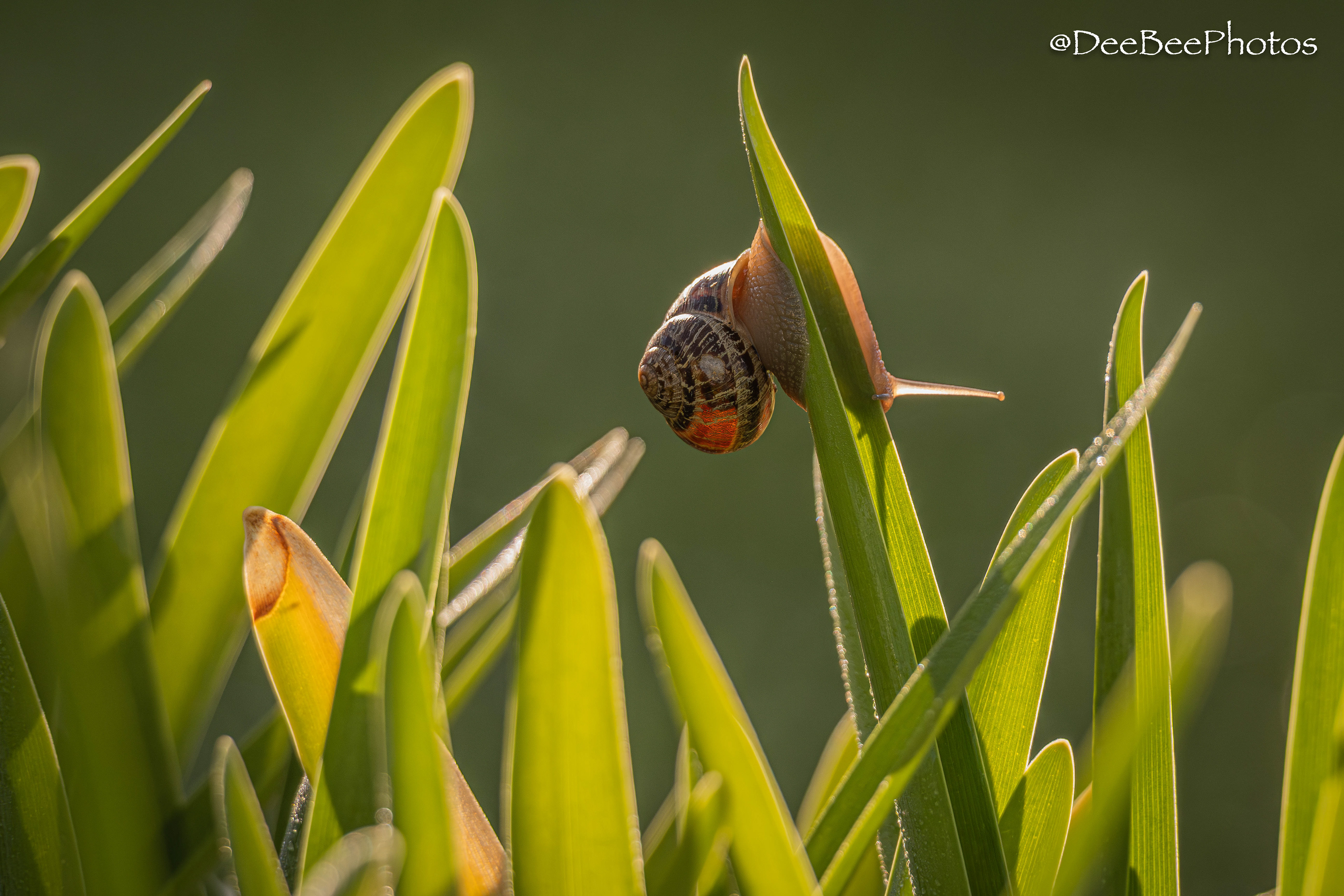 Snail