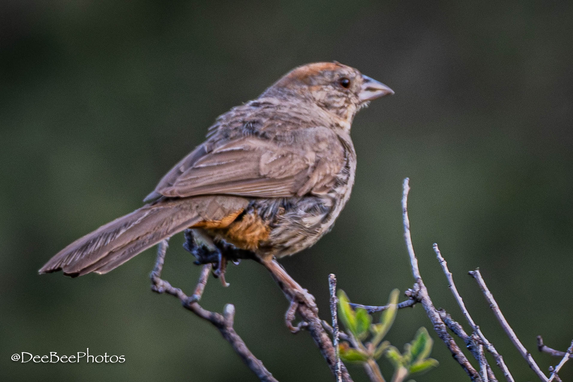 Canyon Towhee