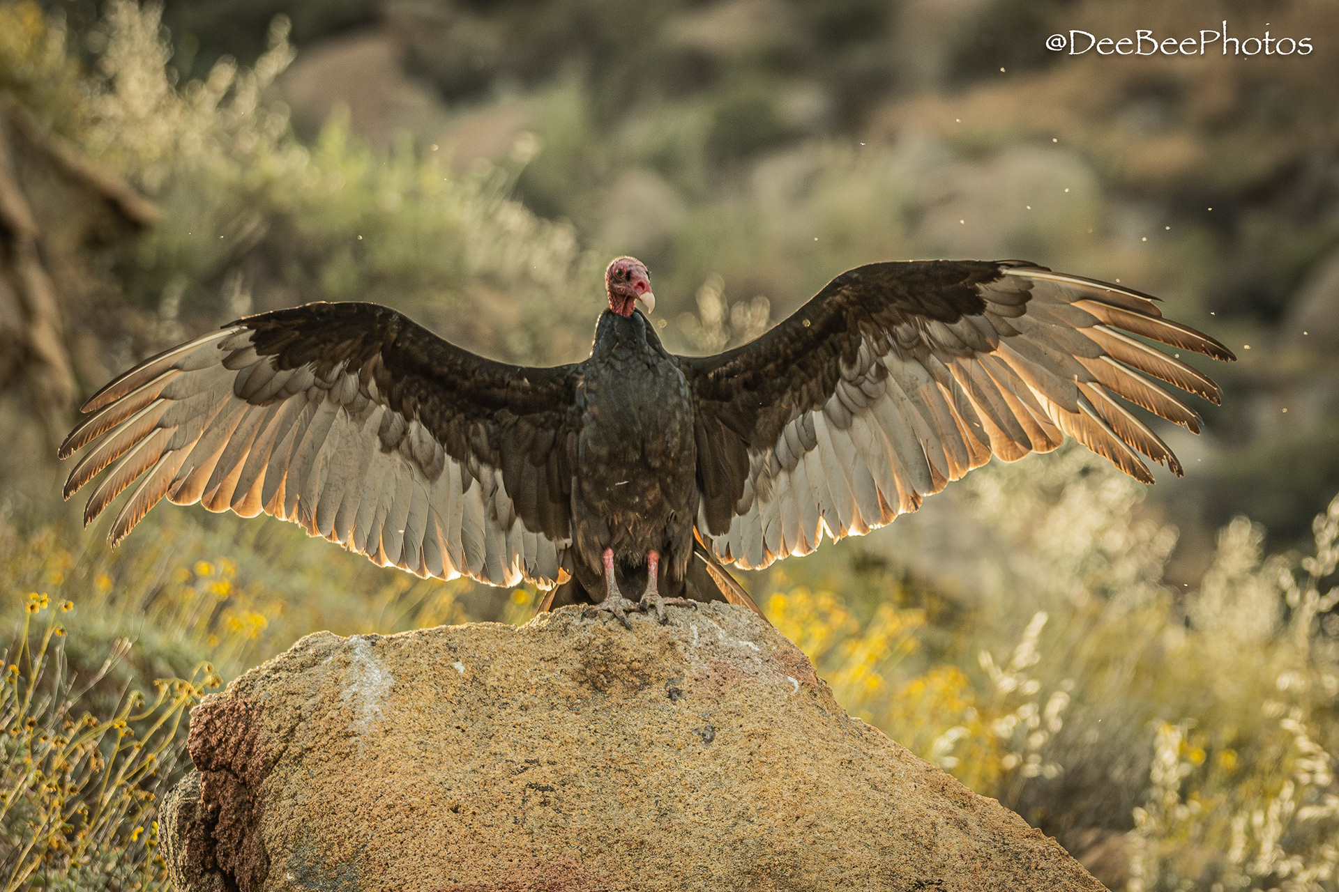 Turkey Vulture perched on rock 