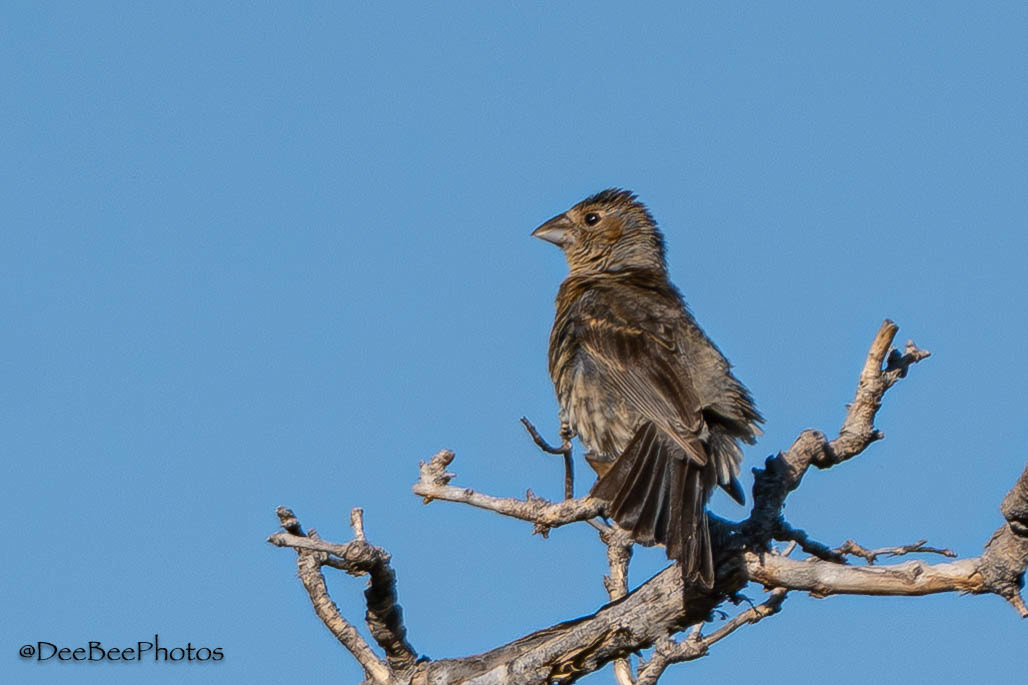 Blue Grosbeak