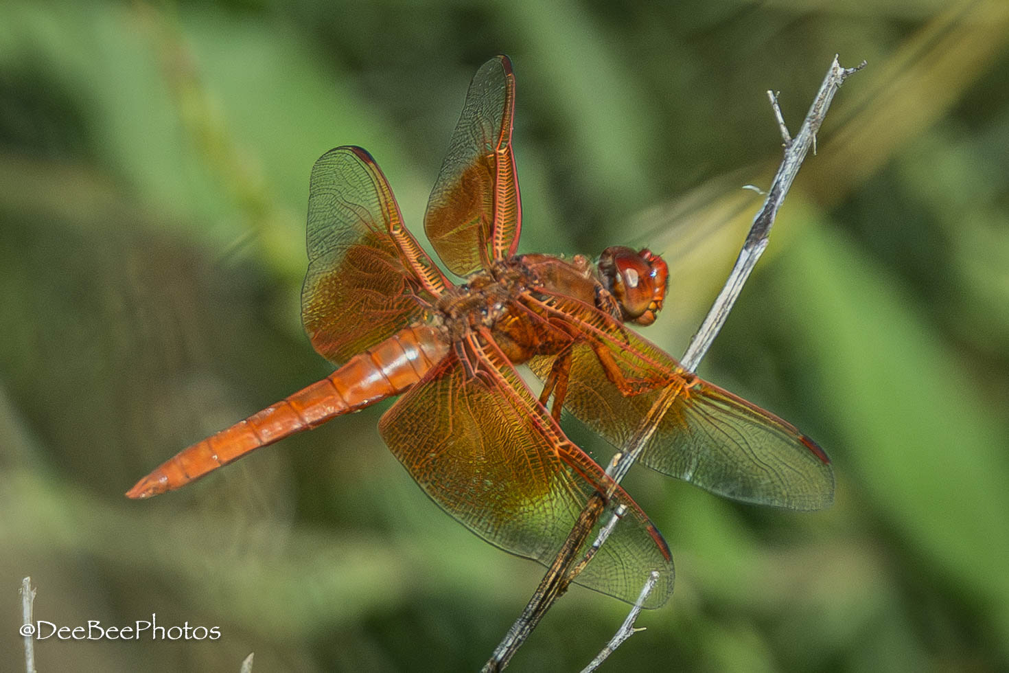Dragonfly