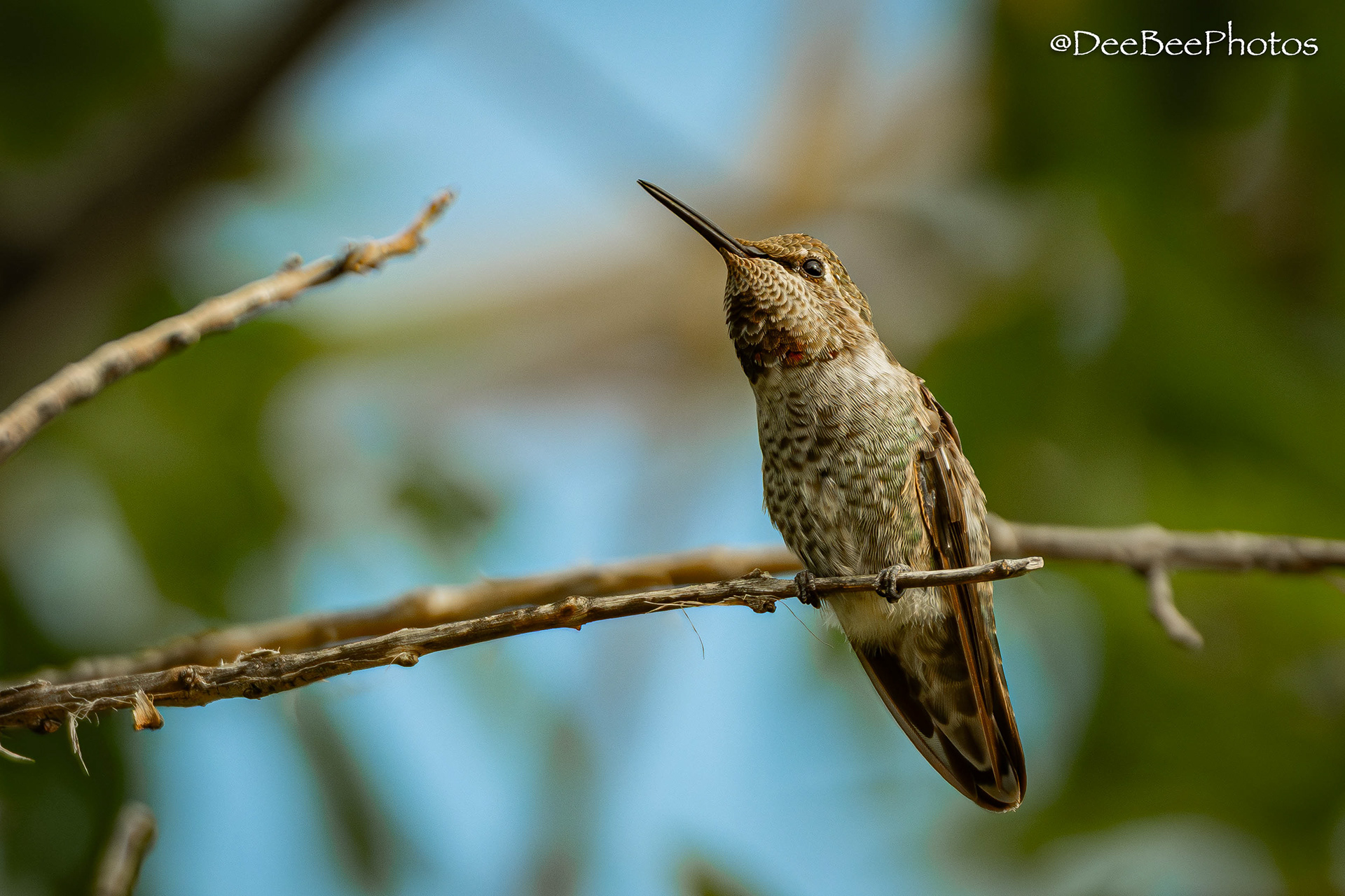 Anna's Hummingbird