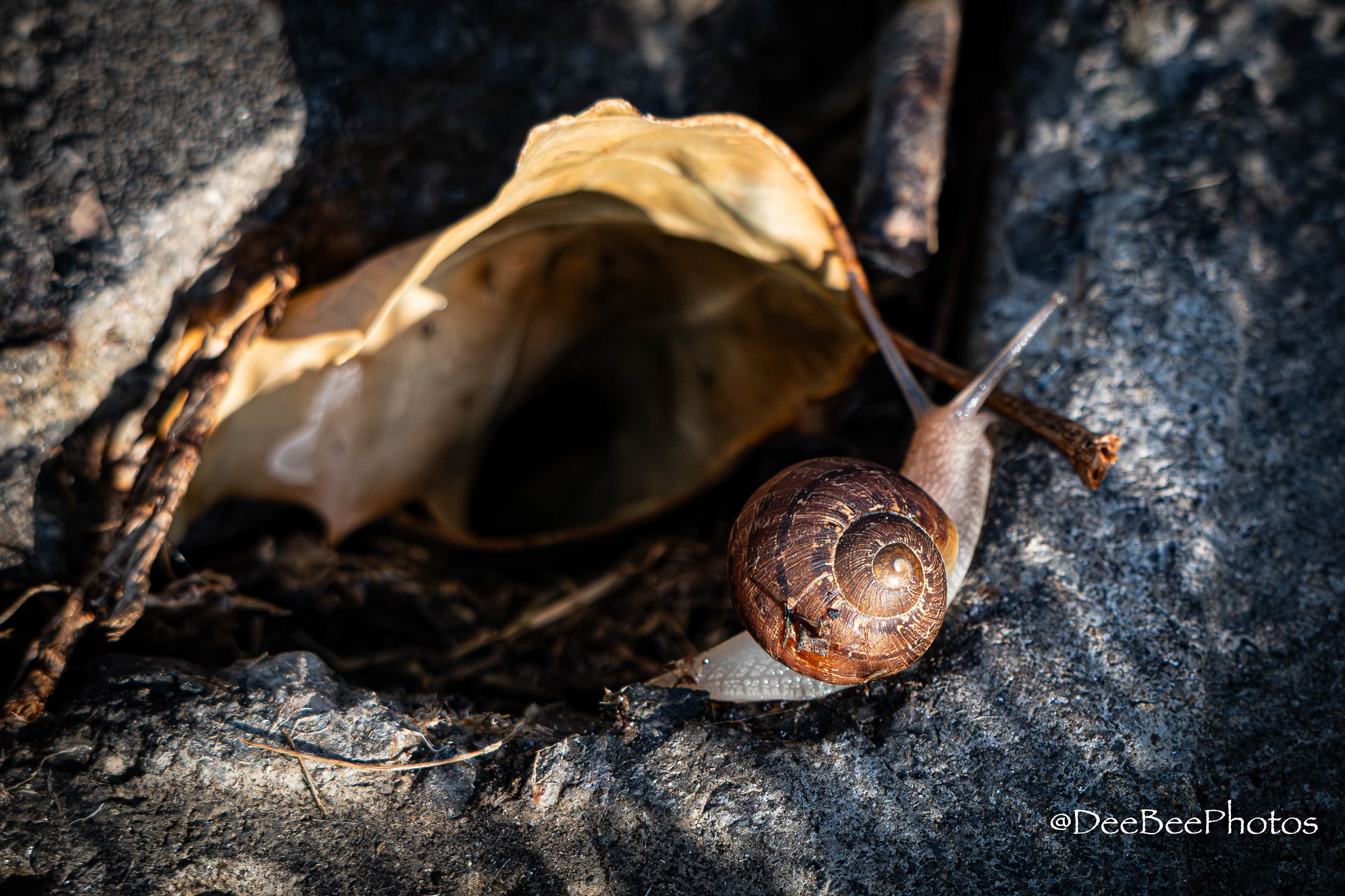 Snail