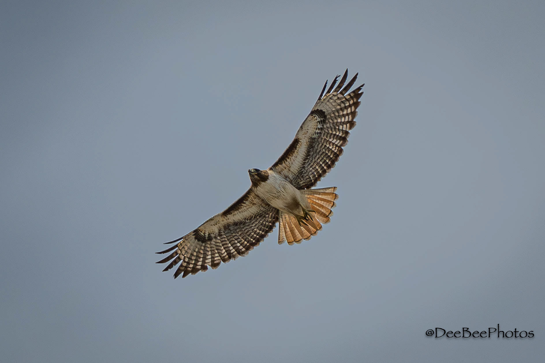 Red Tailed Hawk in flight