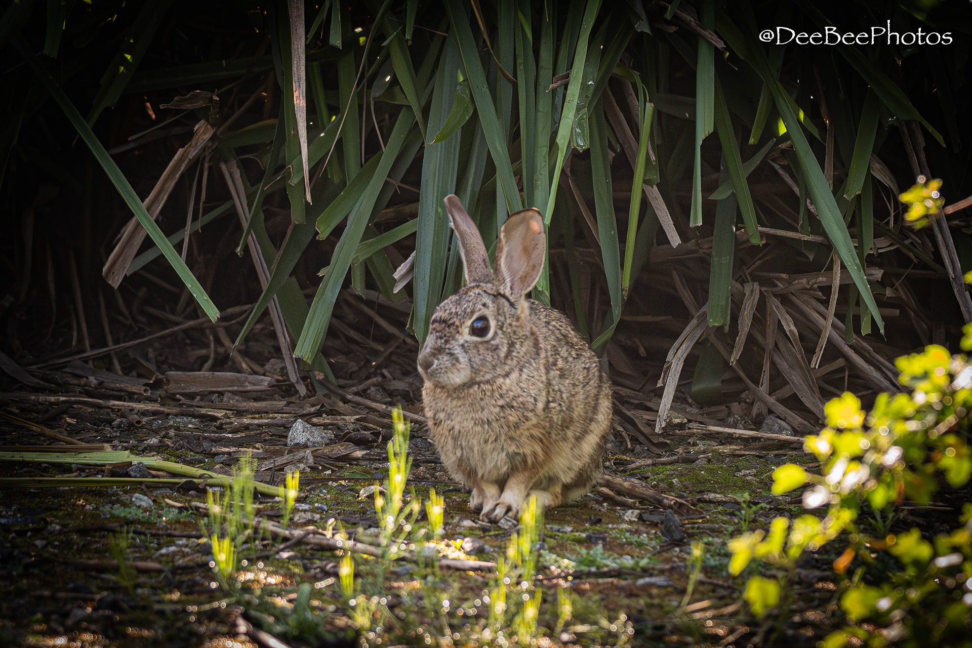 Rabbit