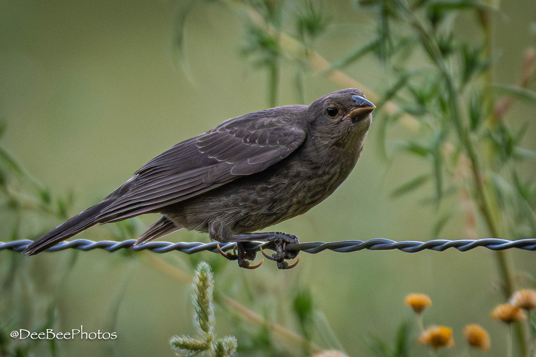 Bronze Cowbird