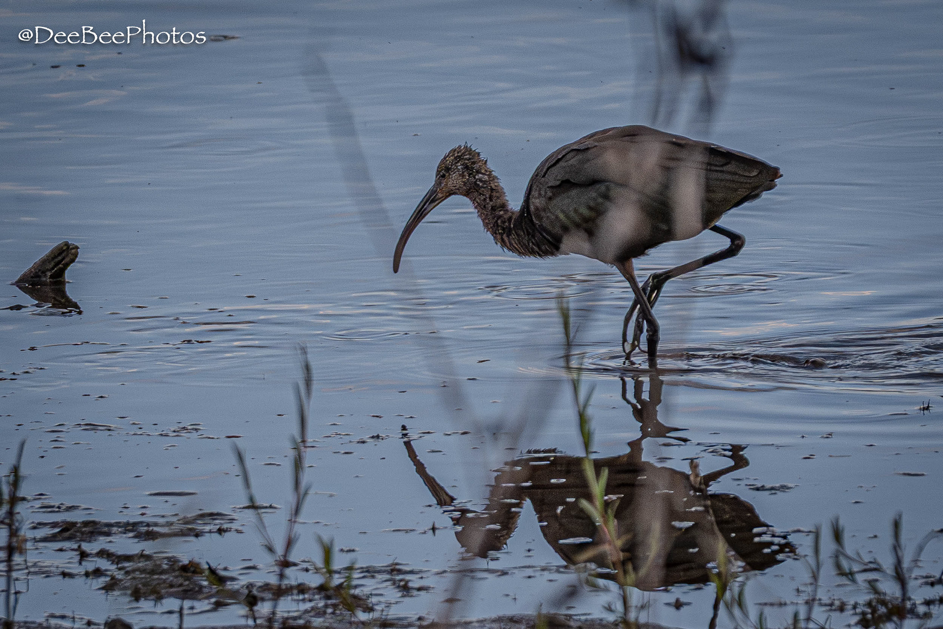 White Faced Ibis
