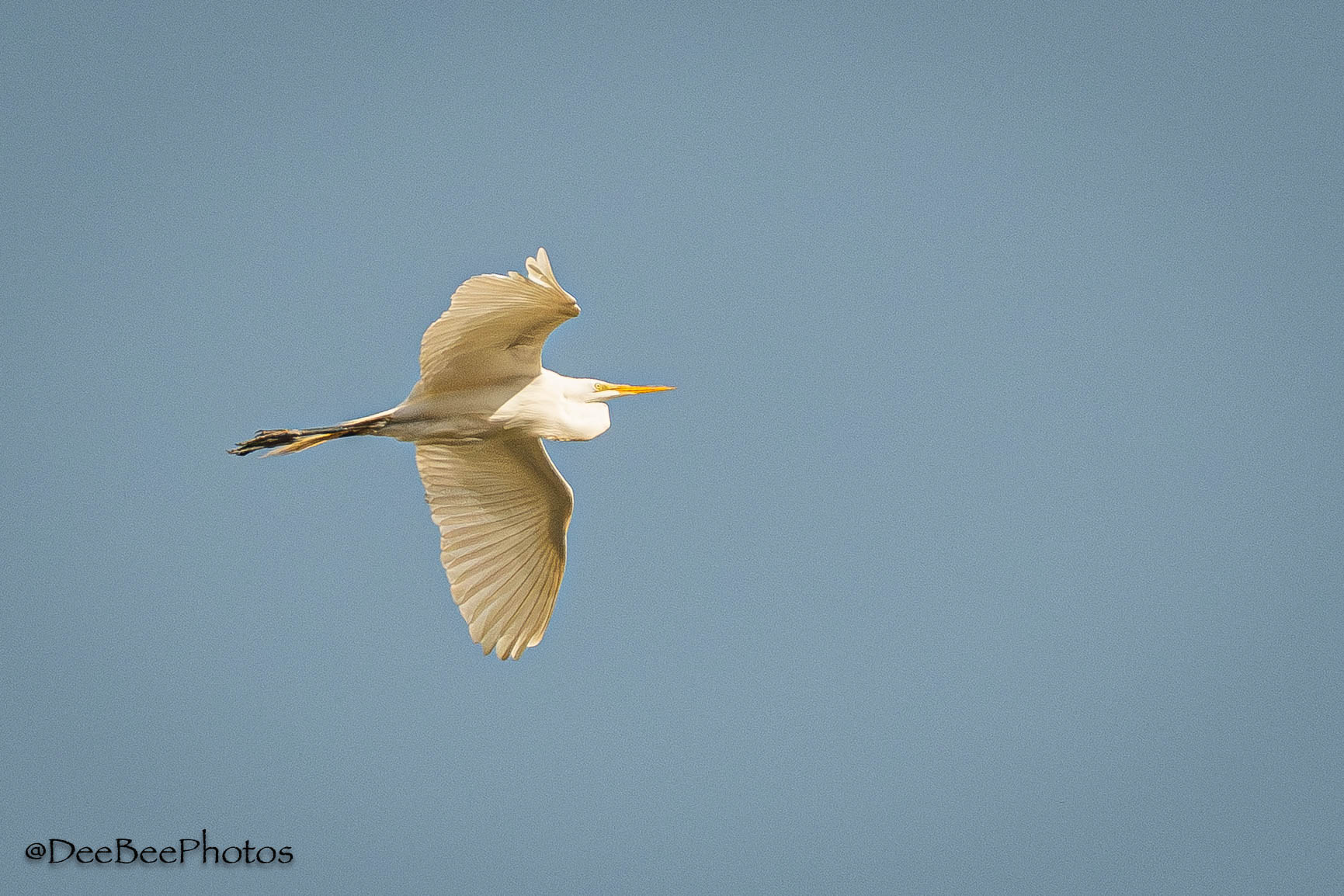 Egret