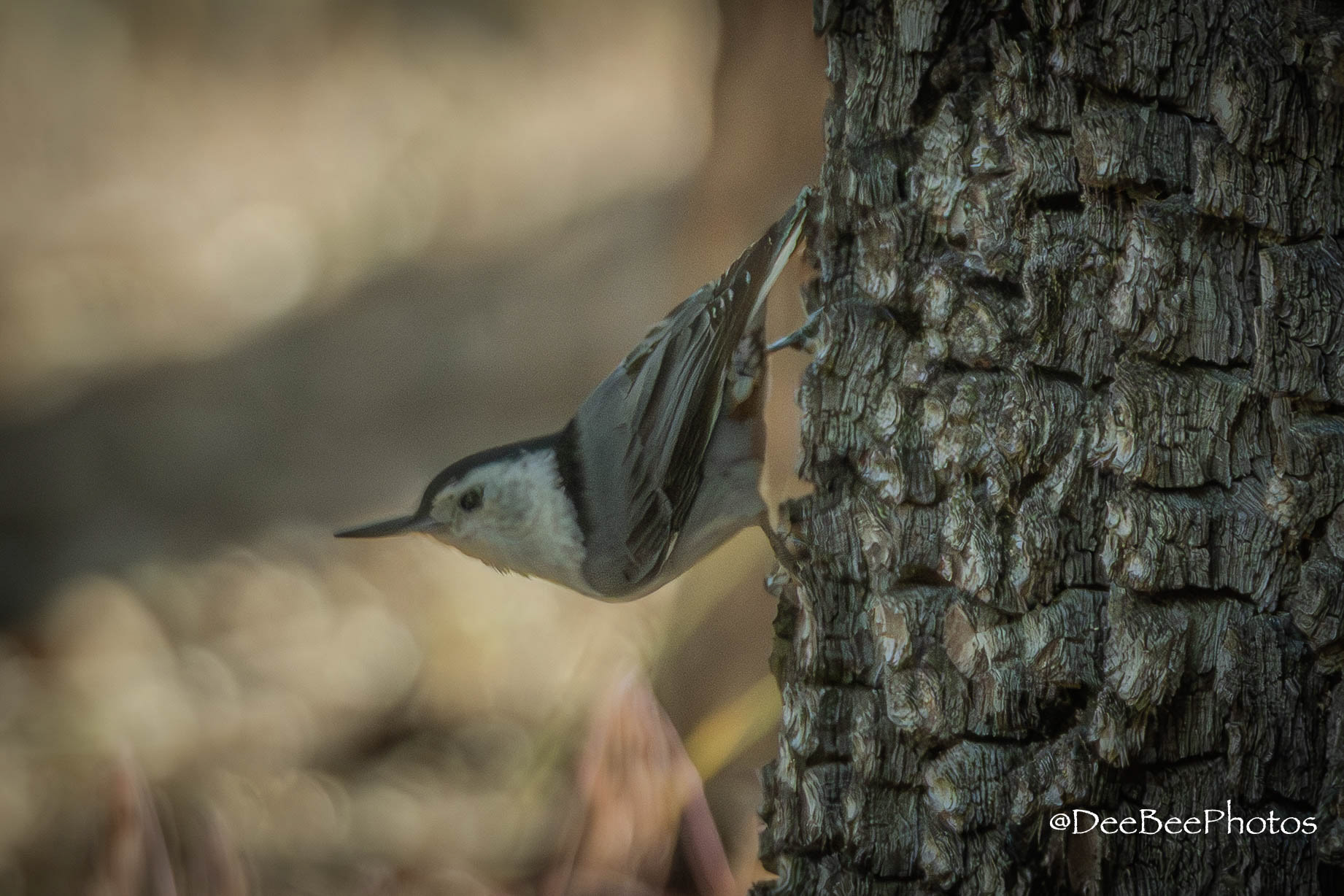 White Breasted Nuthatch