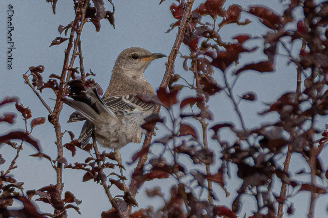Northern Mockingbird