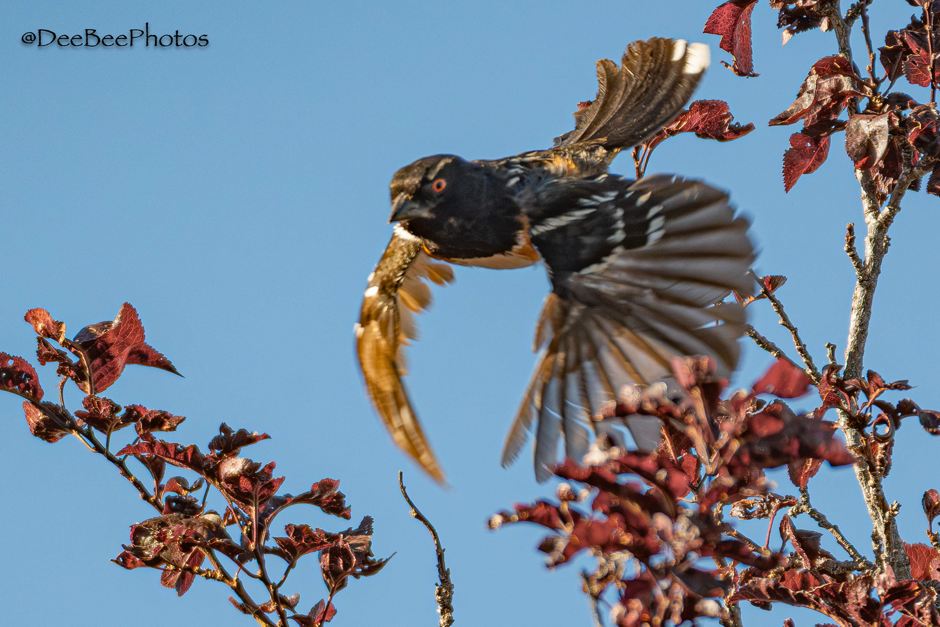 Spotted Towhee