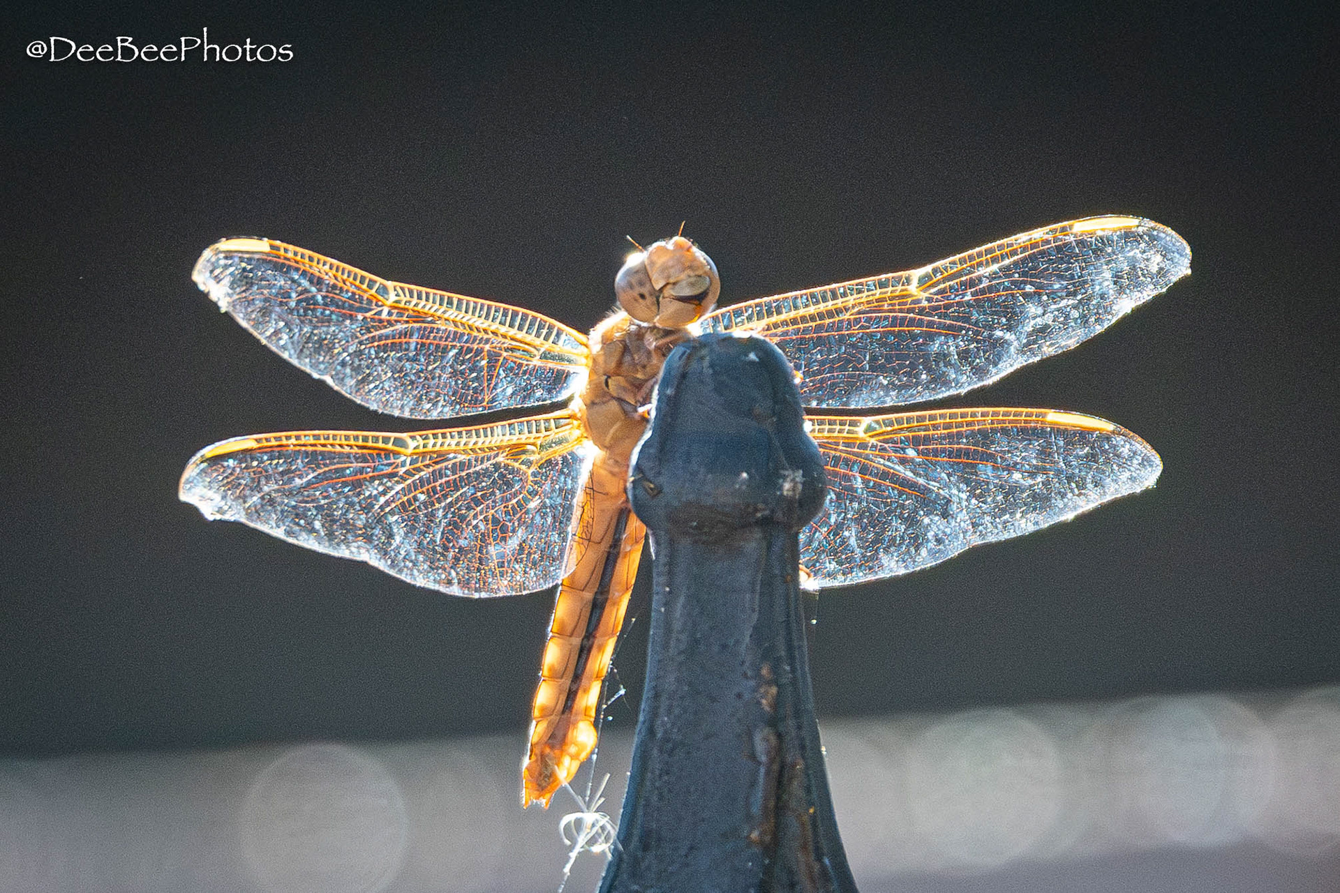 Dragonfly