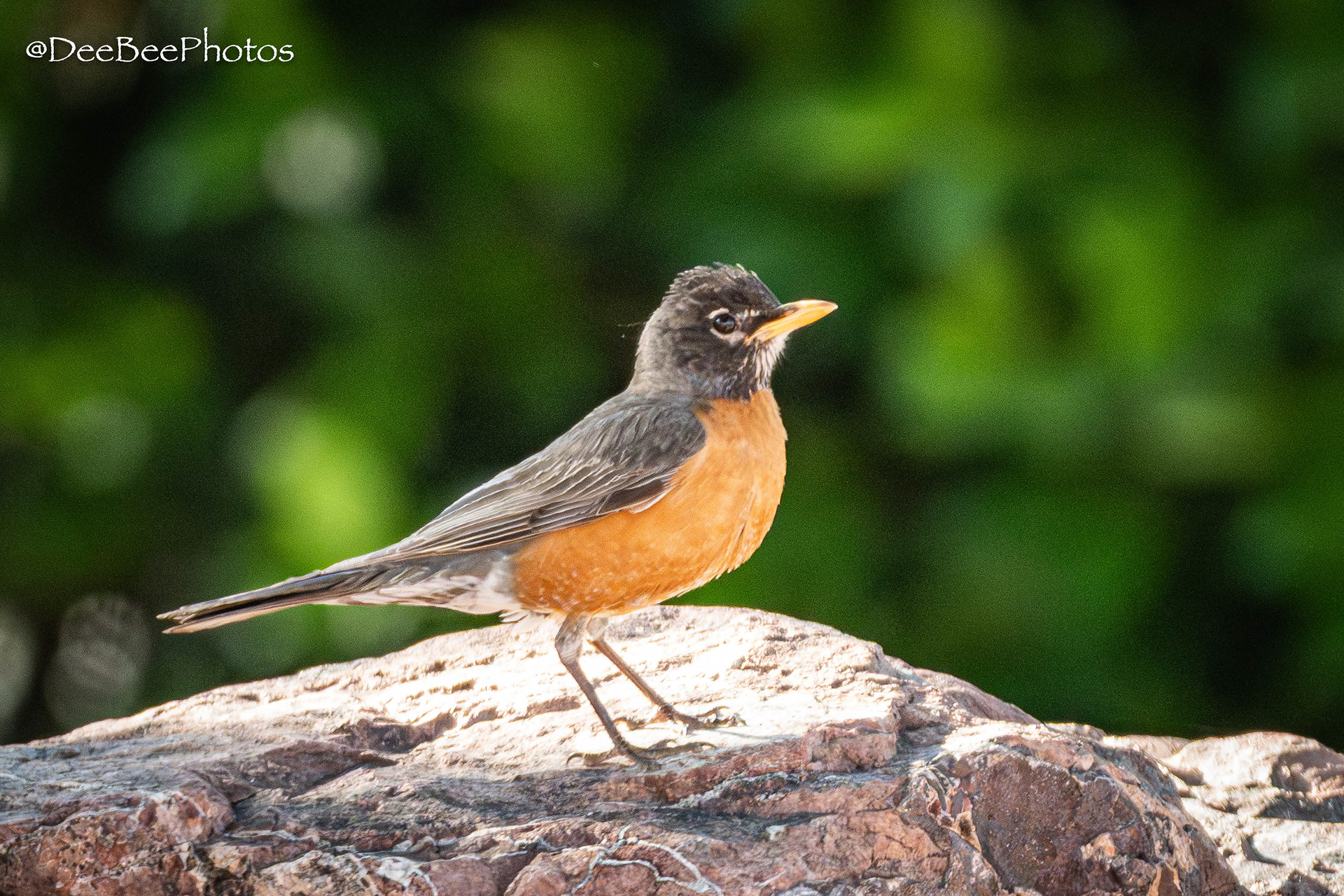 American Robin
