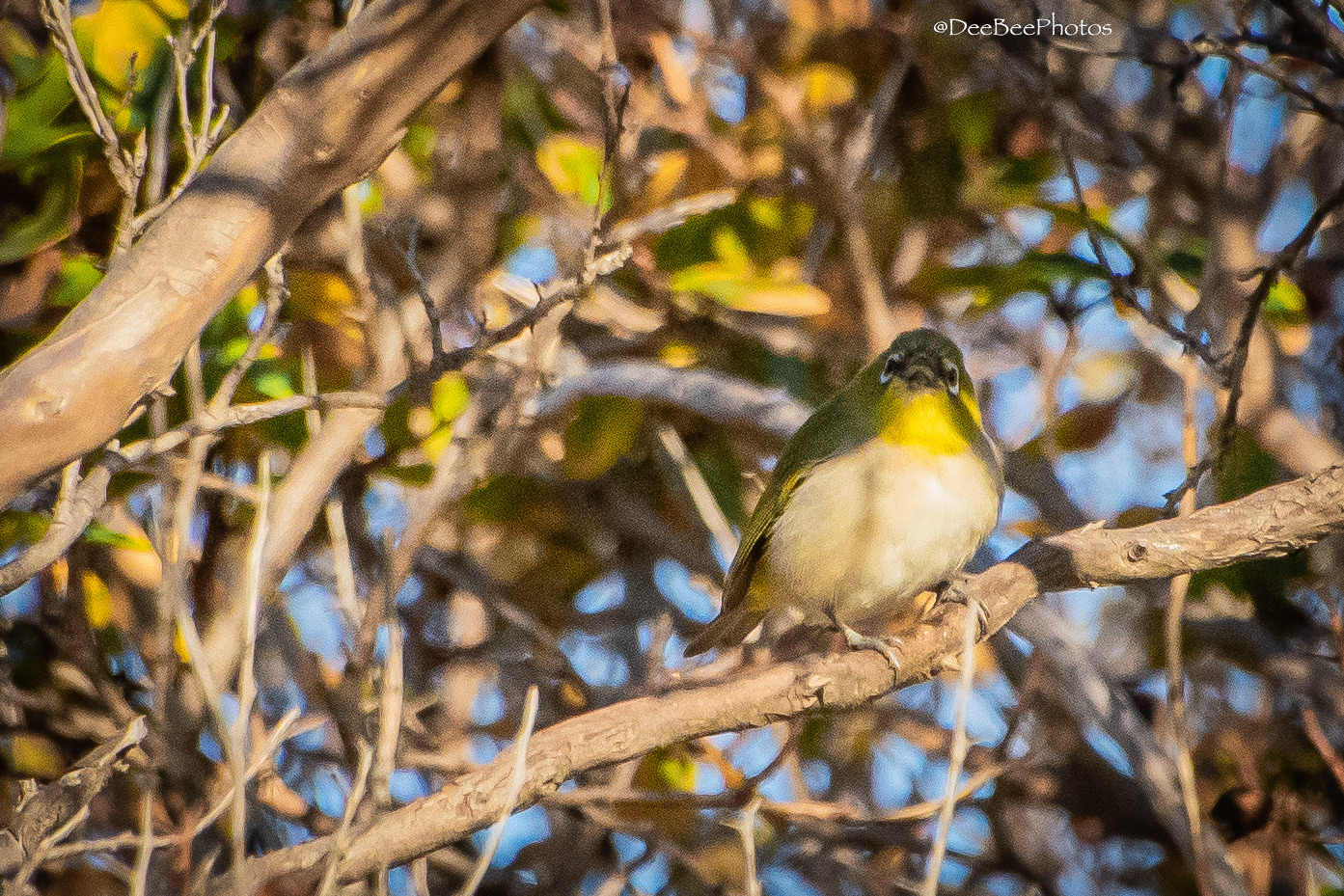 Swinhoe's White Eye