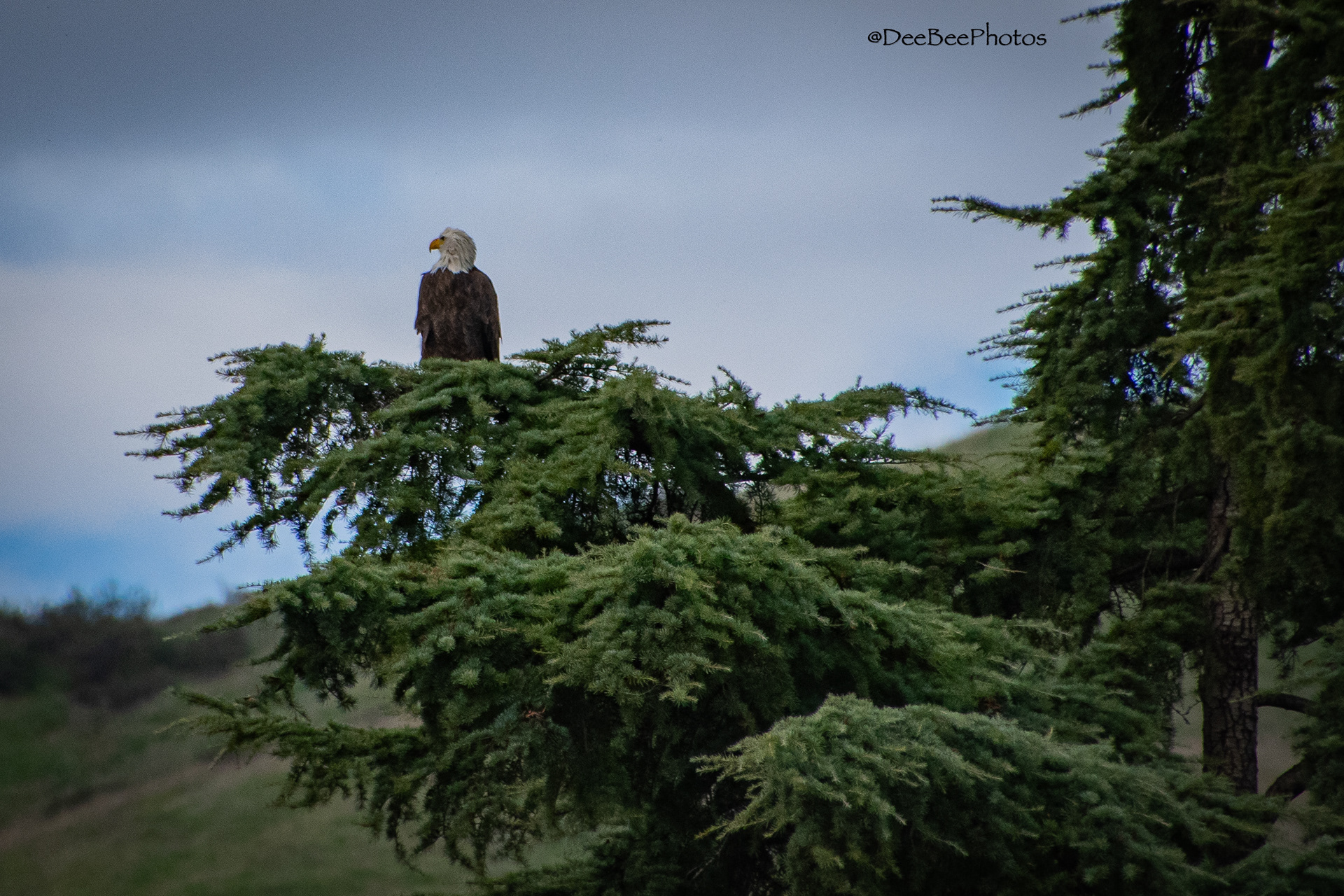 Bald Eagle perched in tree