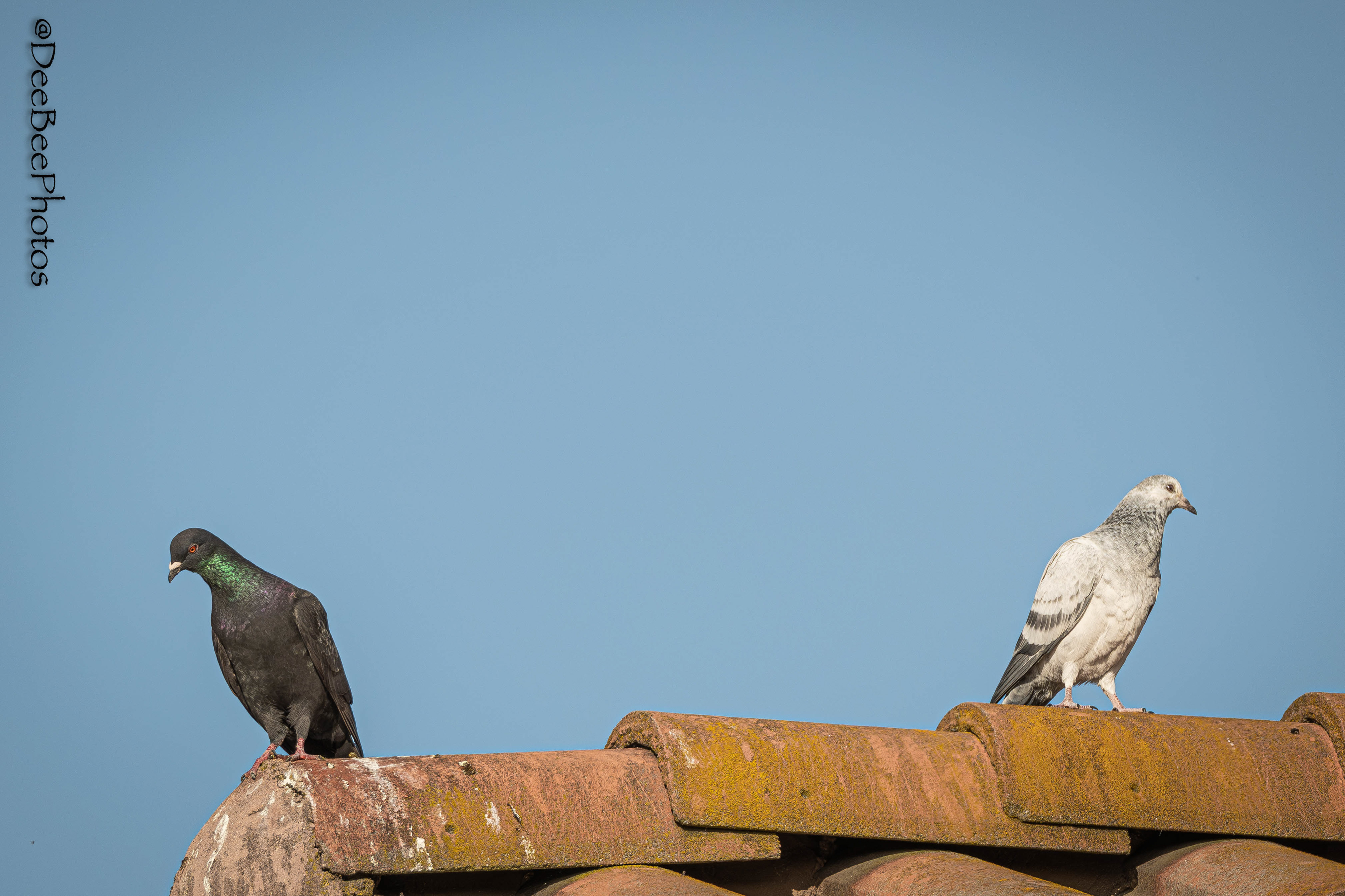Rock Pigeons