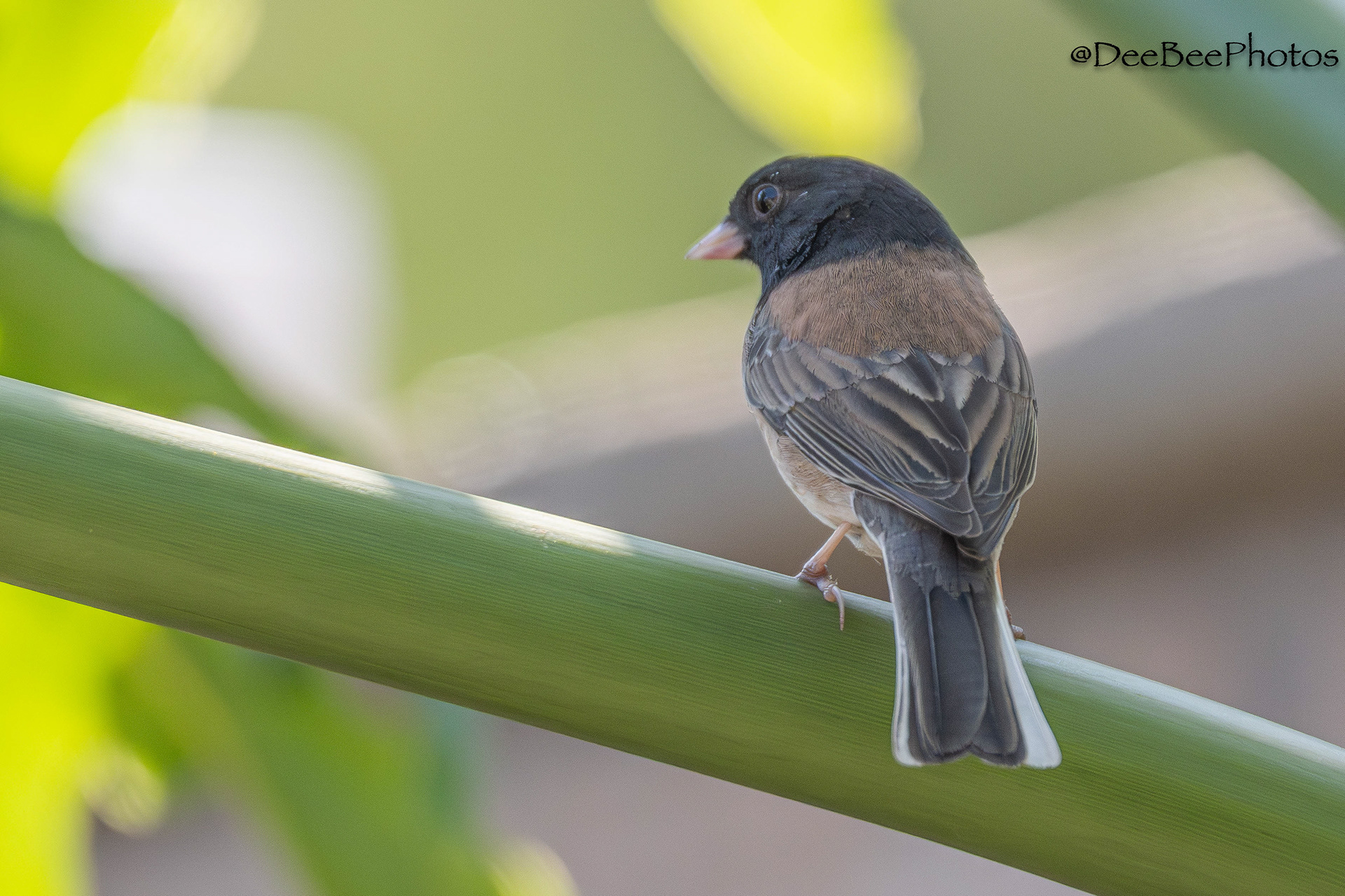 Dark Eyed Junco