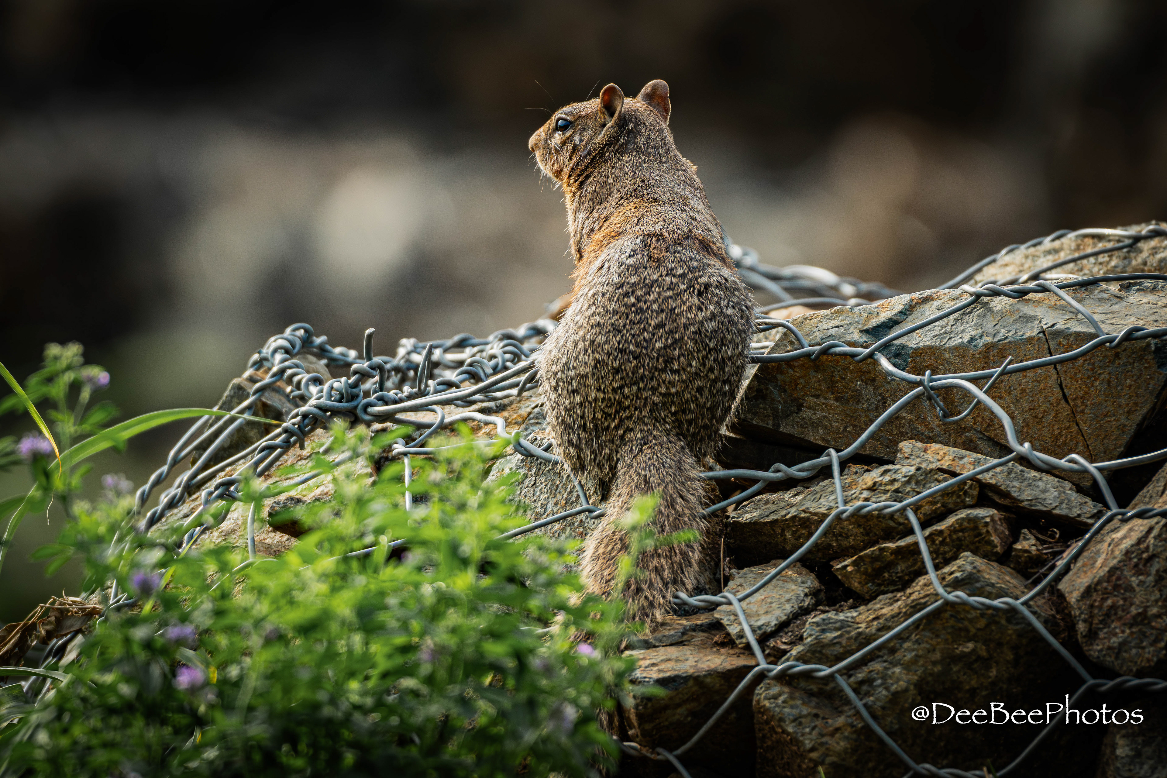 Rock Squirrel