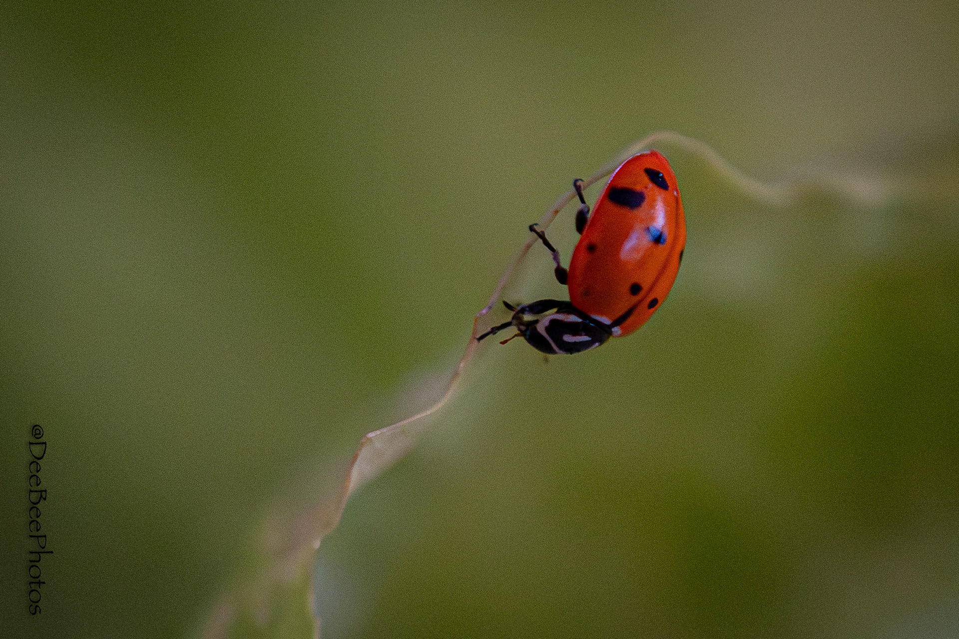 Lady Bug