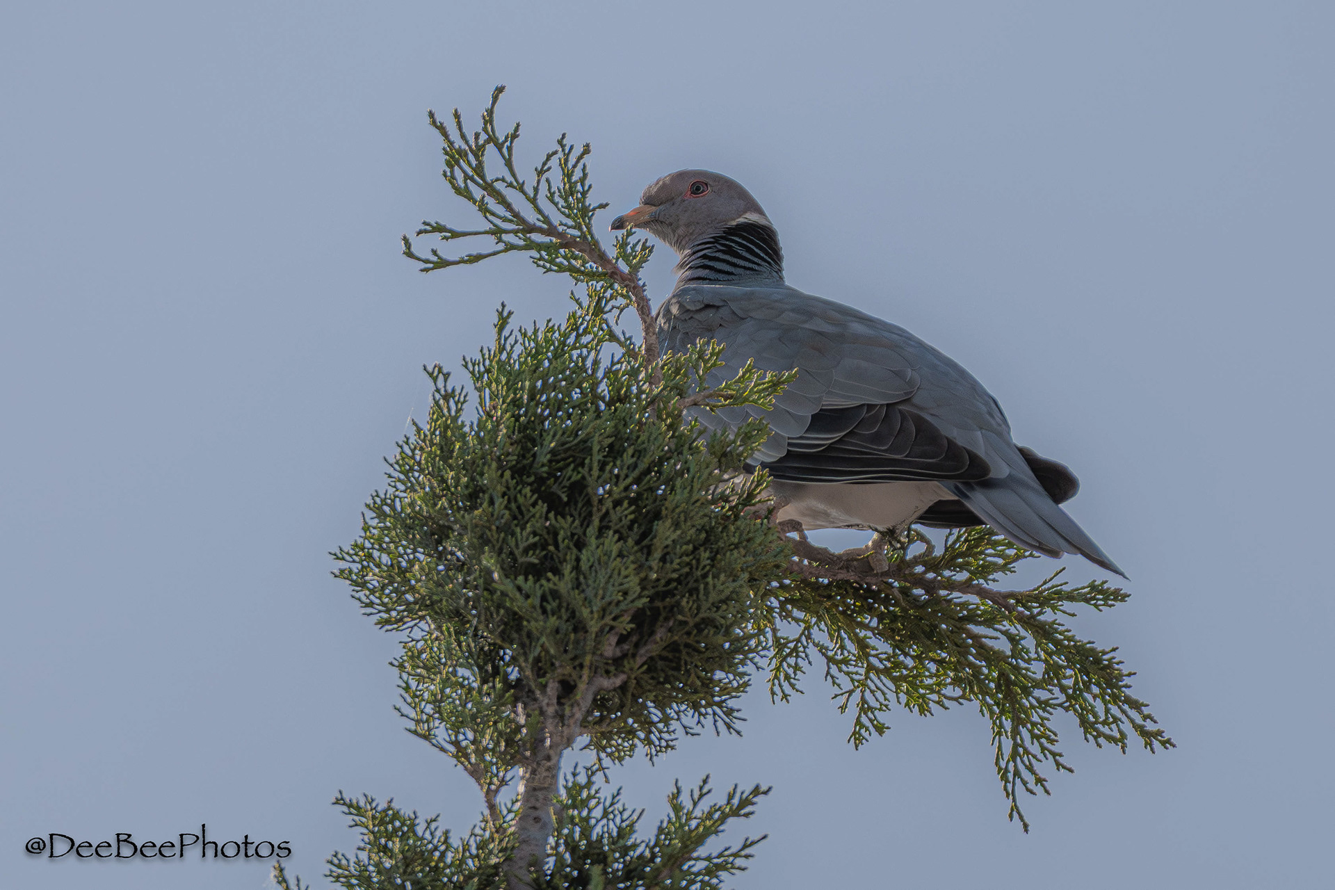 Band Tailed Pigeon