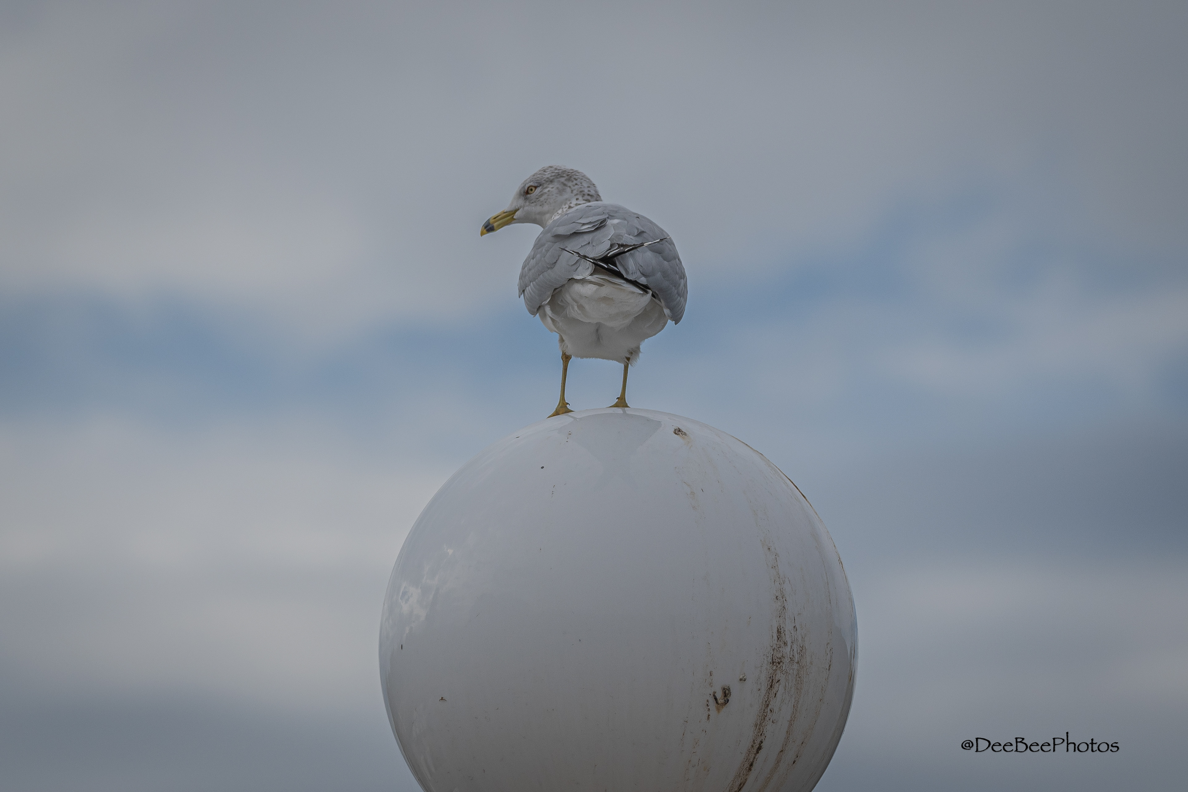 Ring Billed Gull