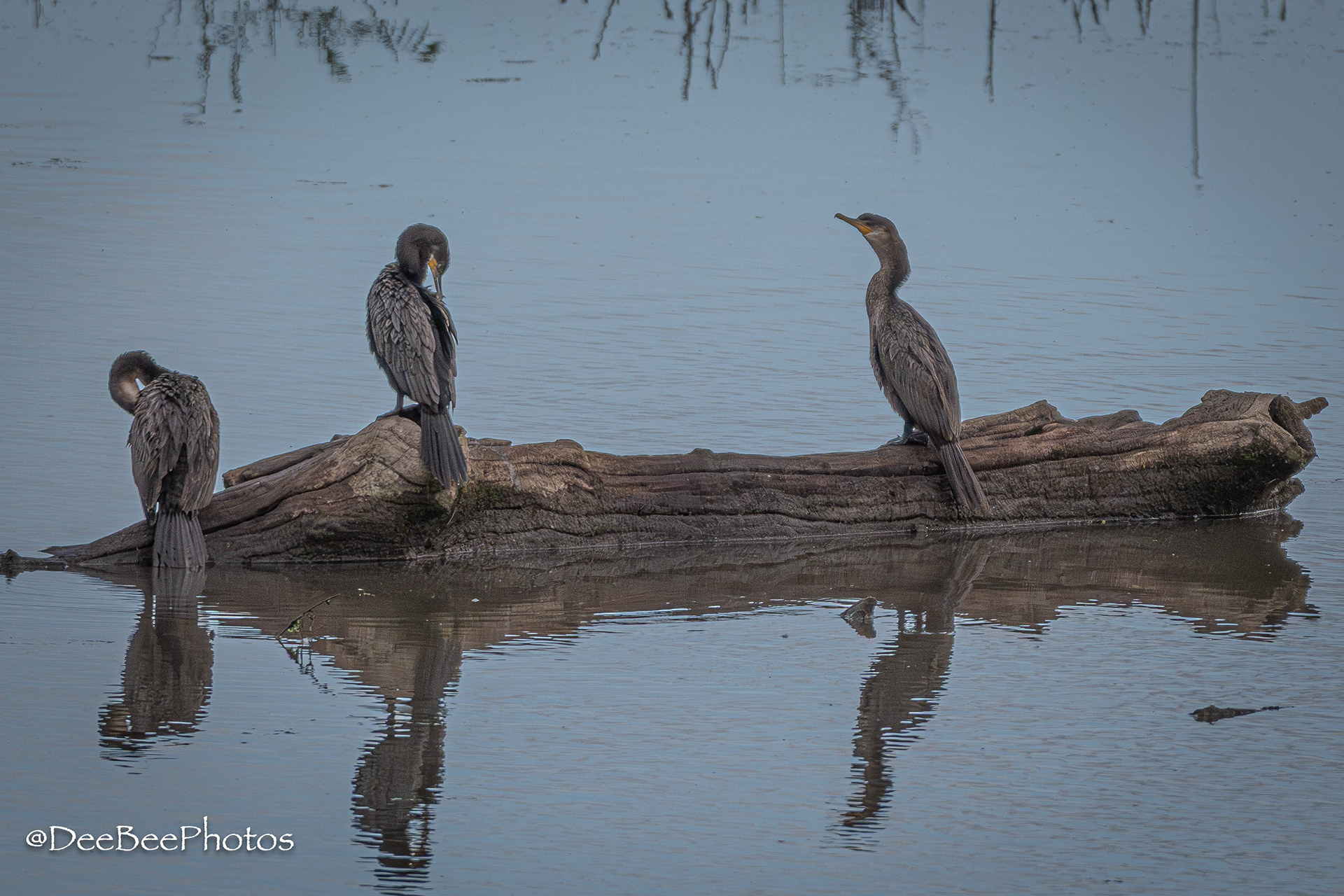 Neotropic Cormorant