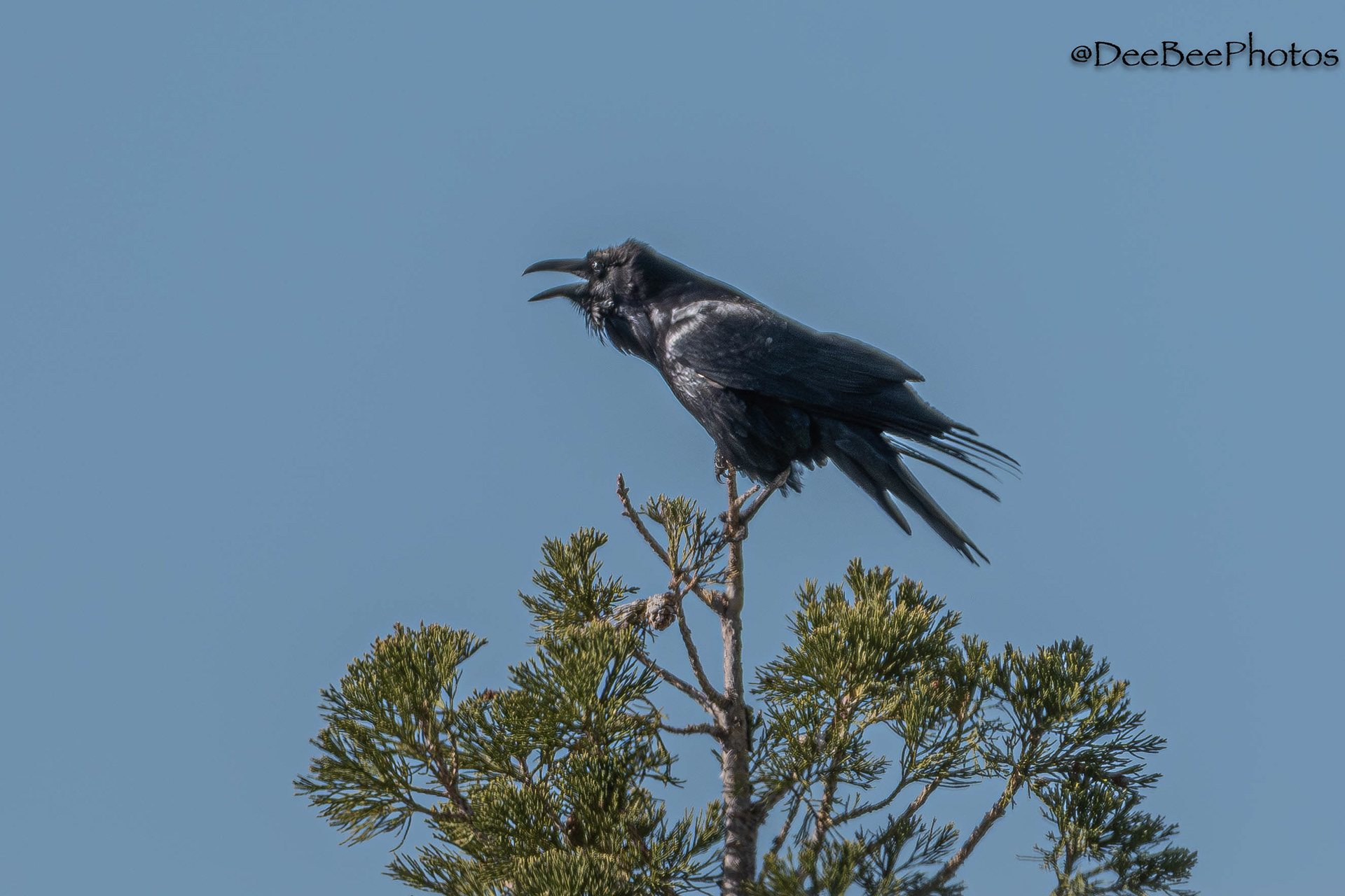 Raven