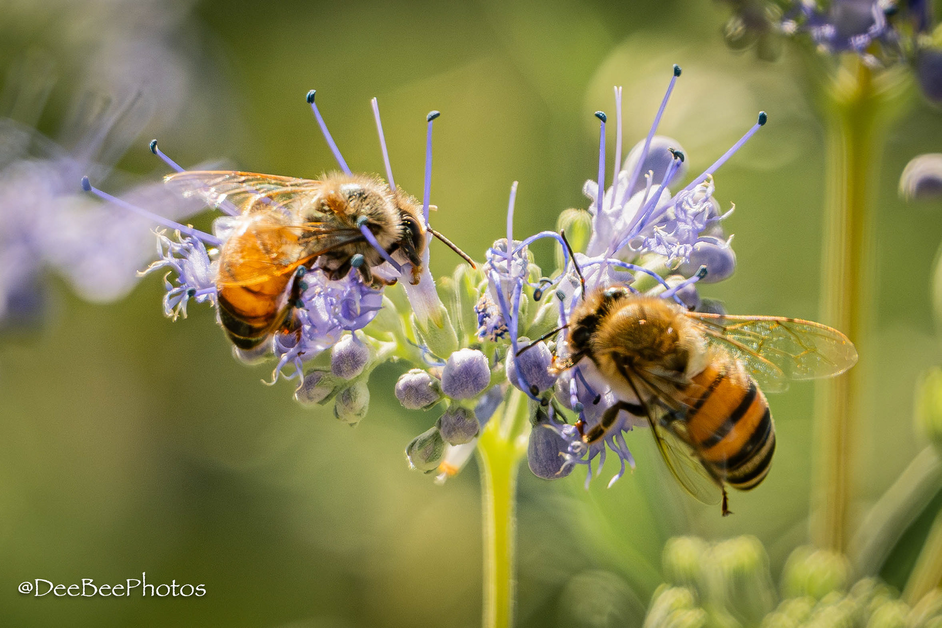 Honey Bees