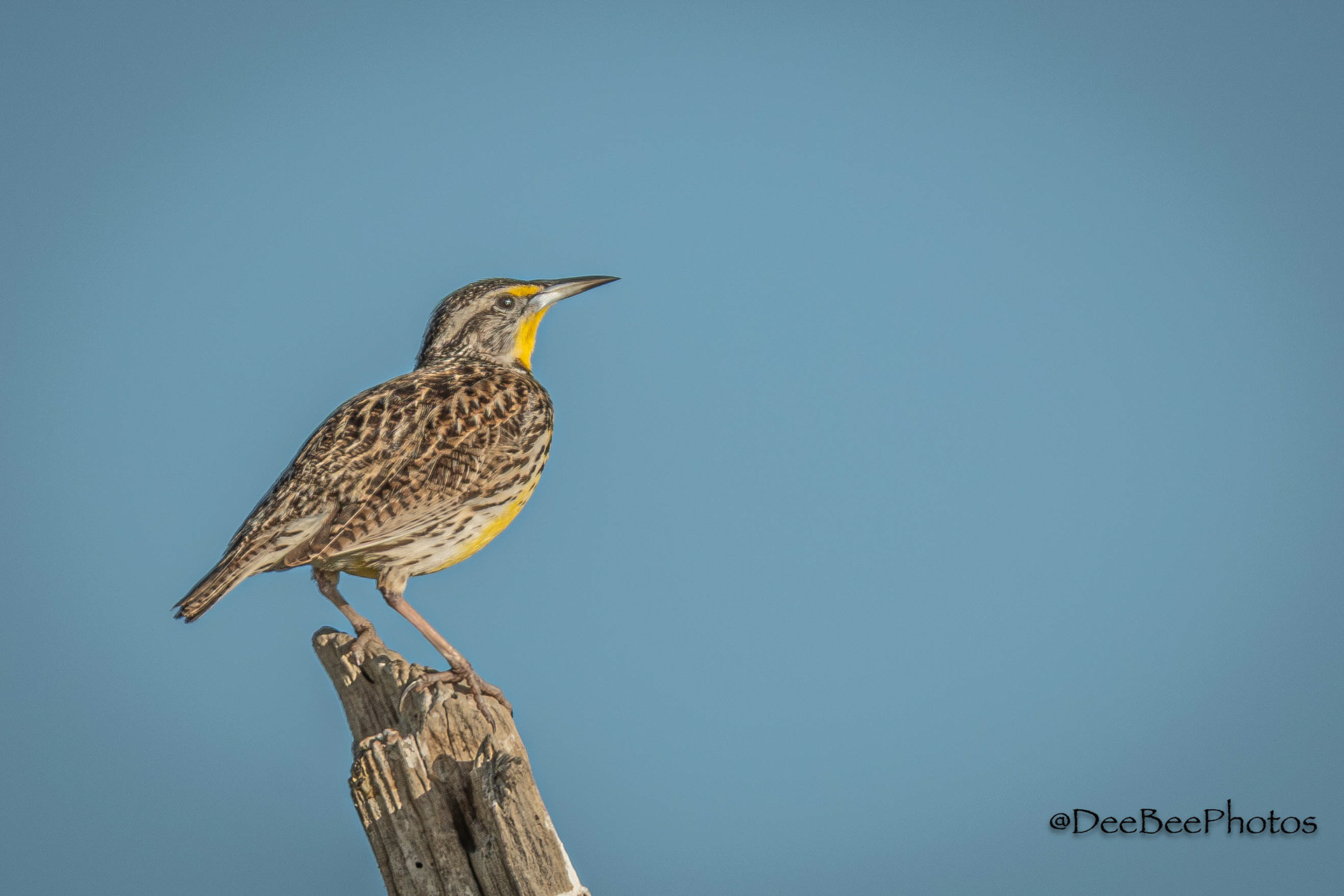 Western Meadowlark