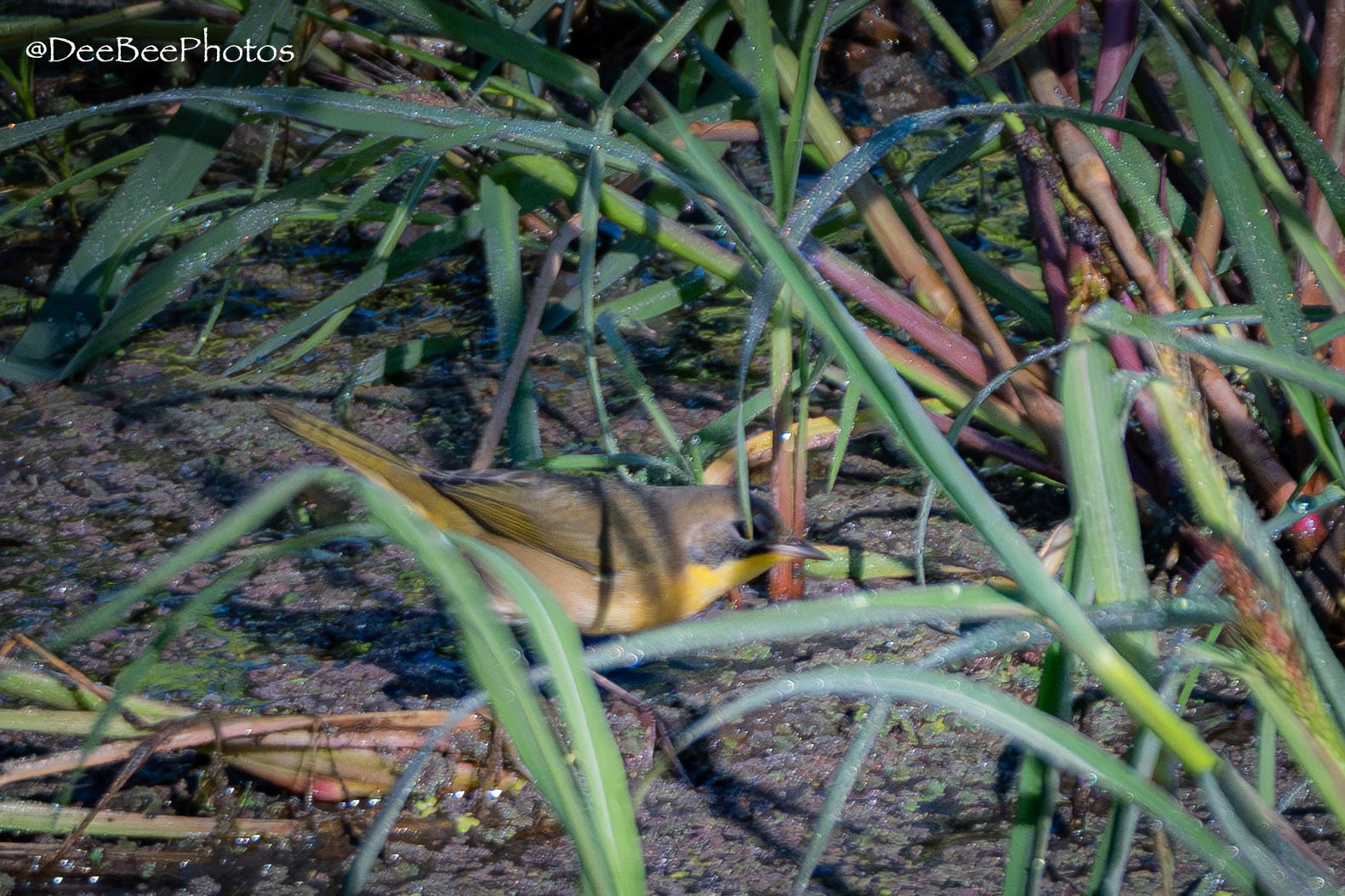 Common Yellow Throat