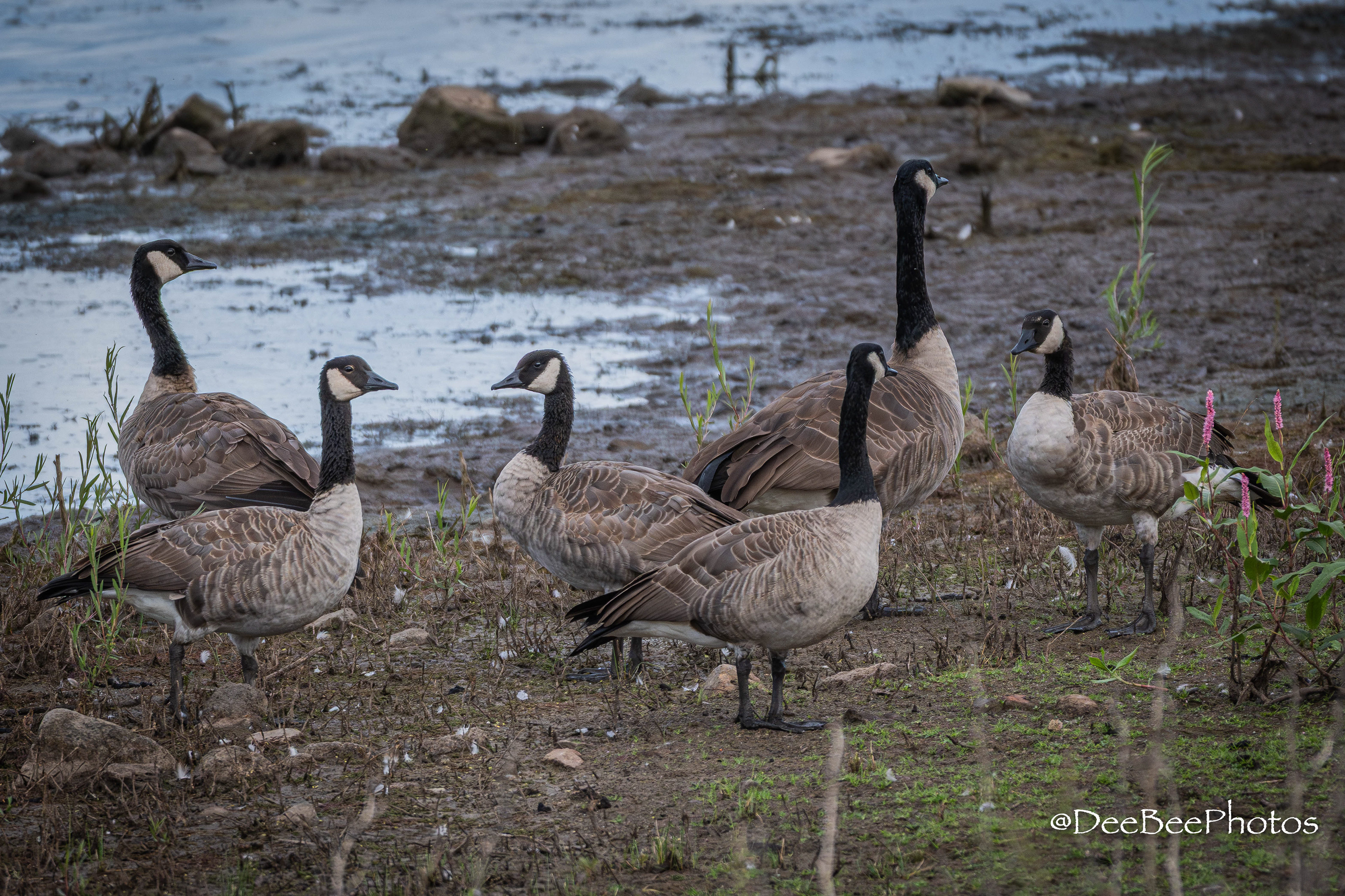 Canada Geese
