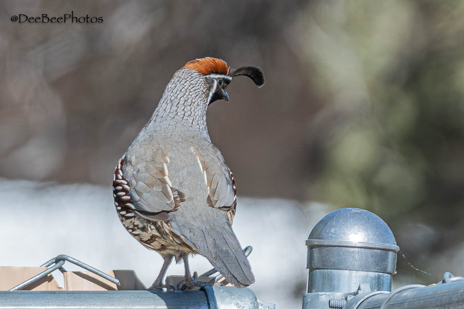 Gambel's Quail