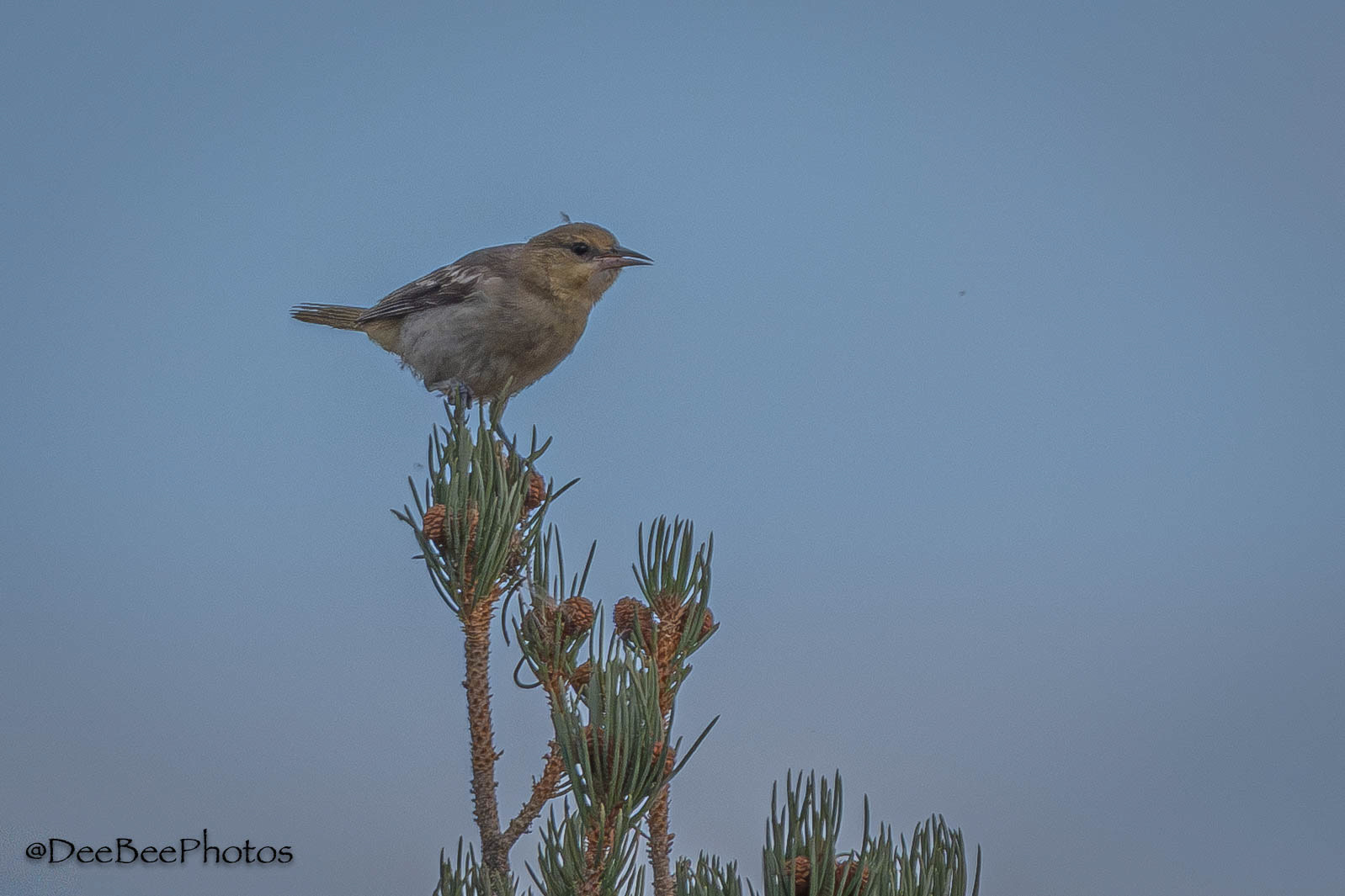 Bullock's Oriole