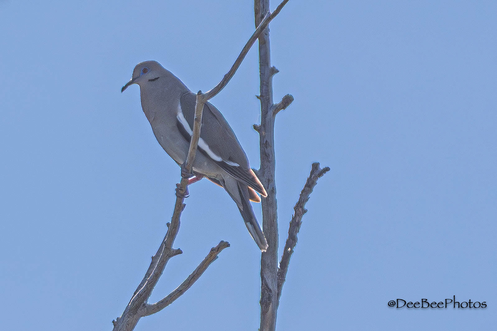 White Winged Dove