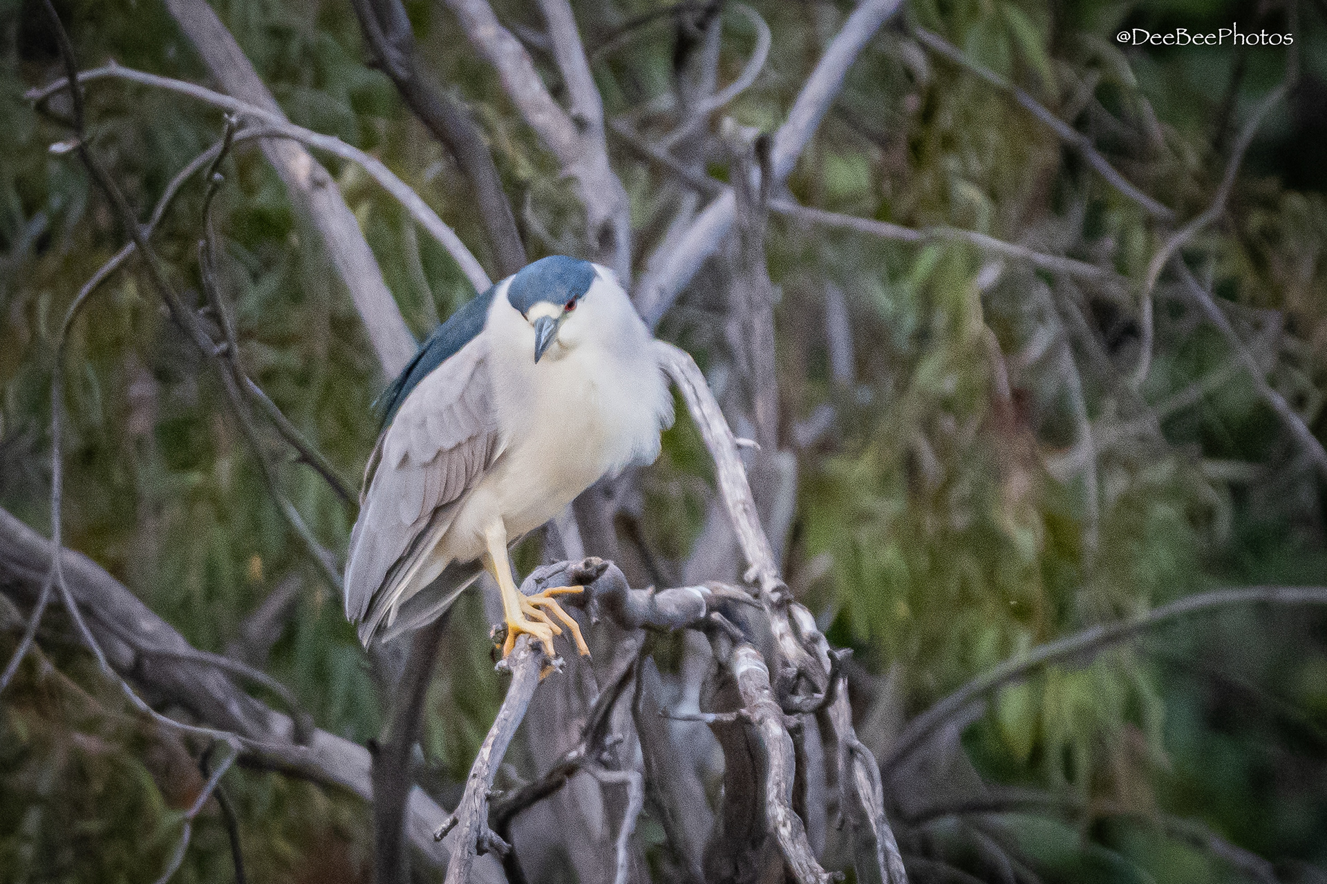 Black Crowned Night Heron