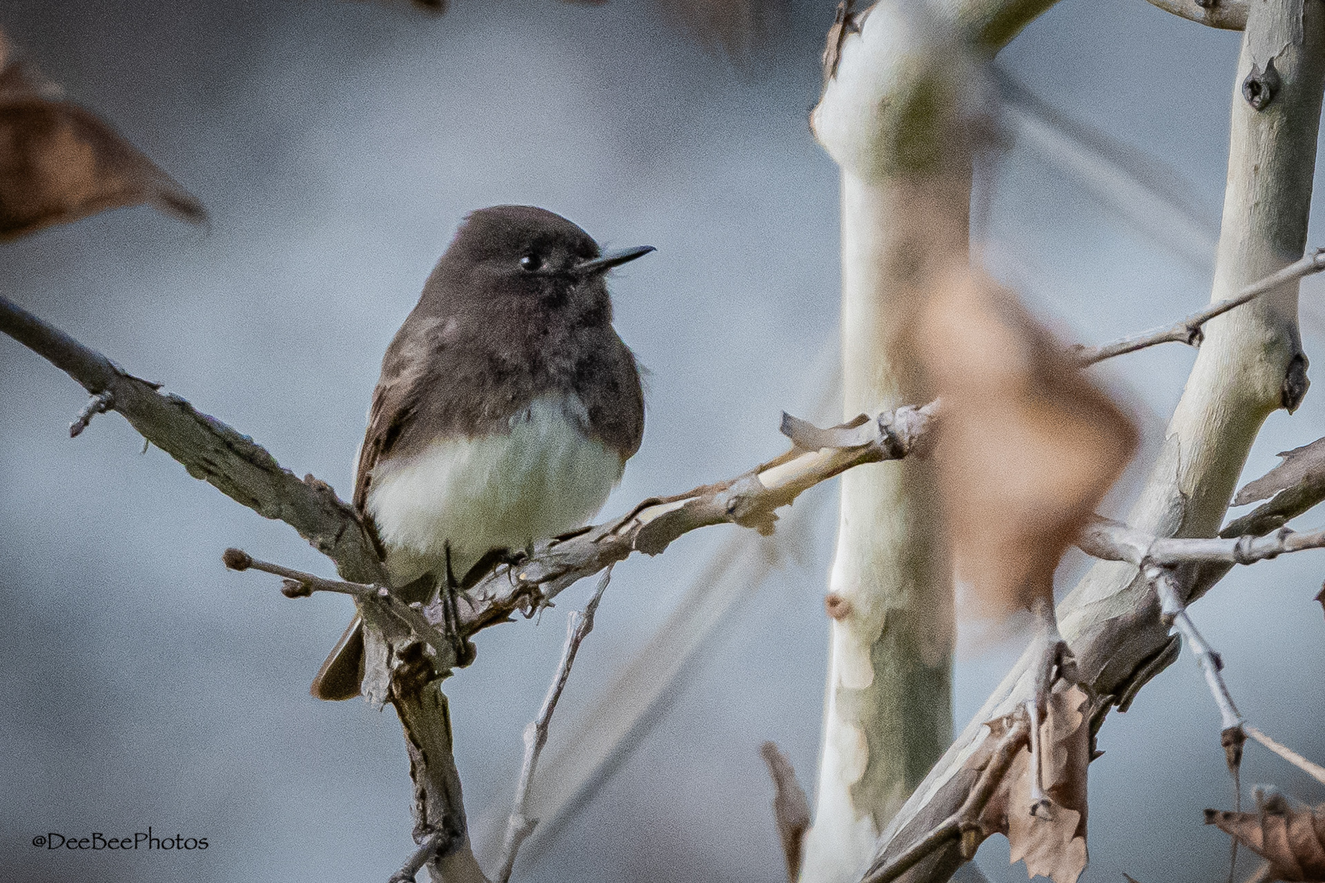 Black Phoebe