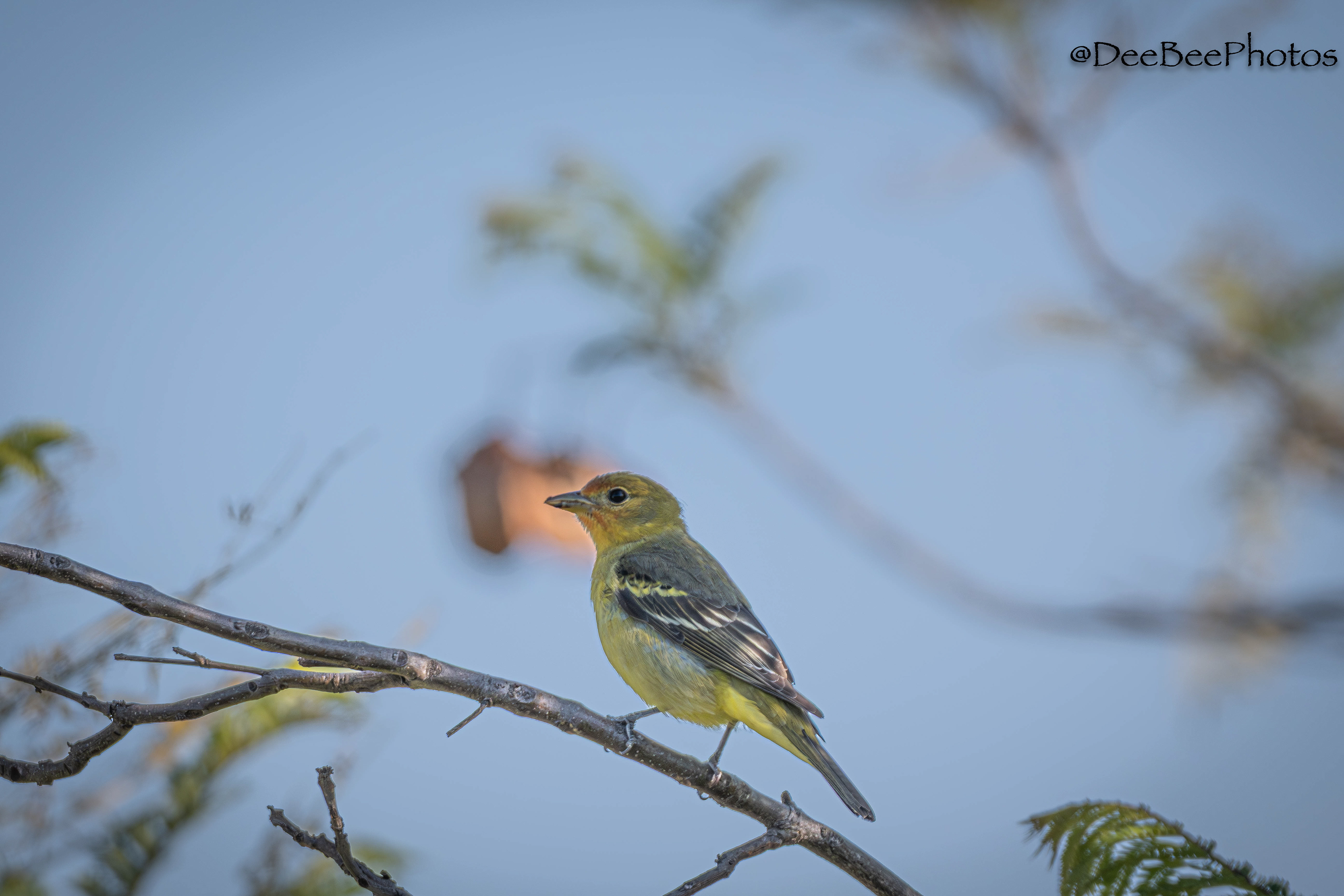 Western Tanager