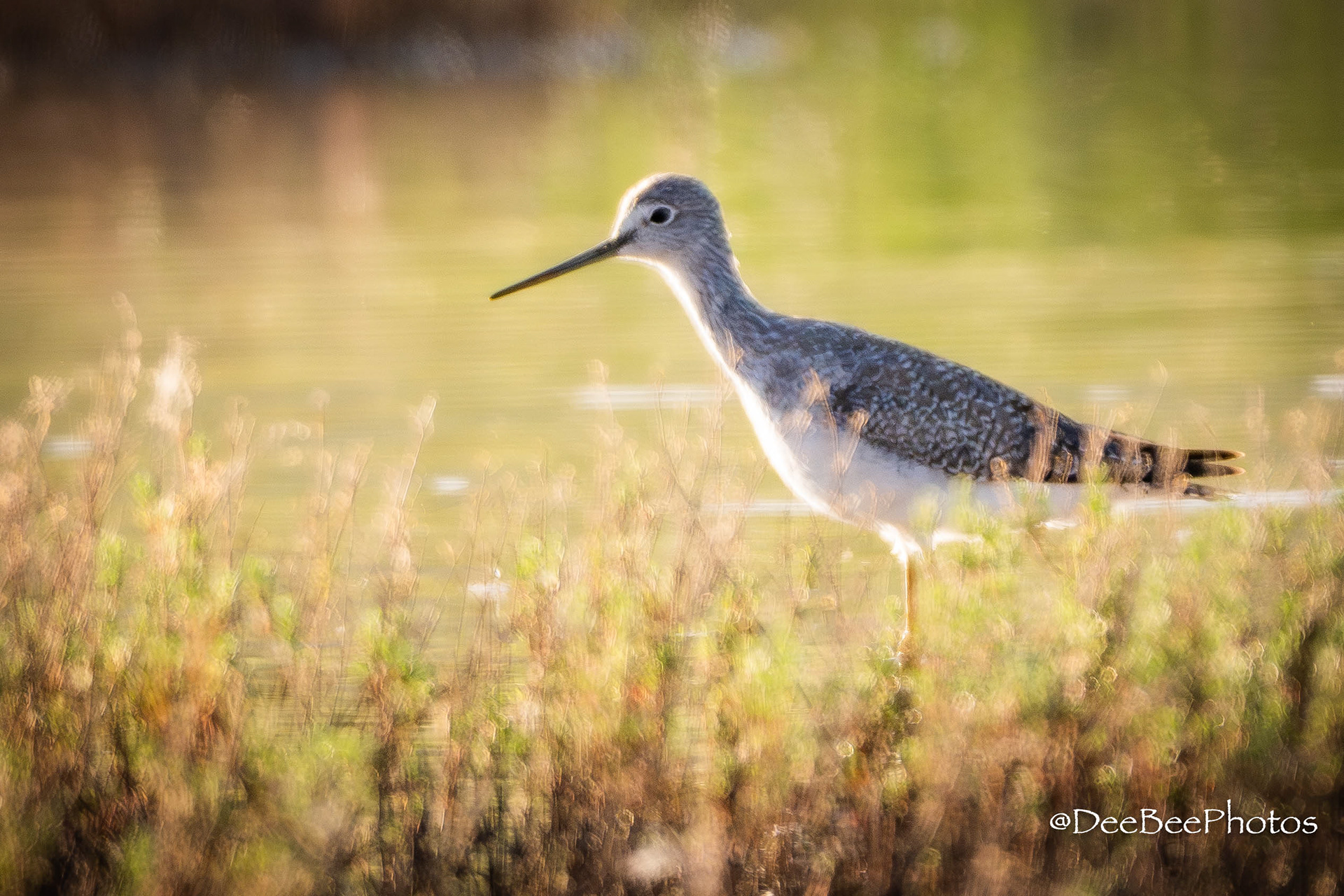 Greater Yellowlegs