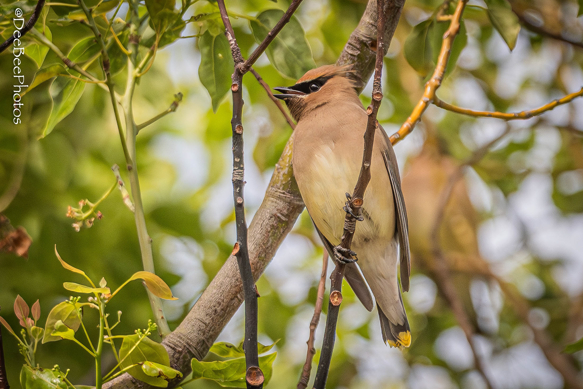 Cedar Waxwing