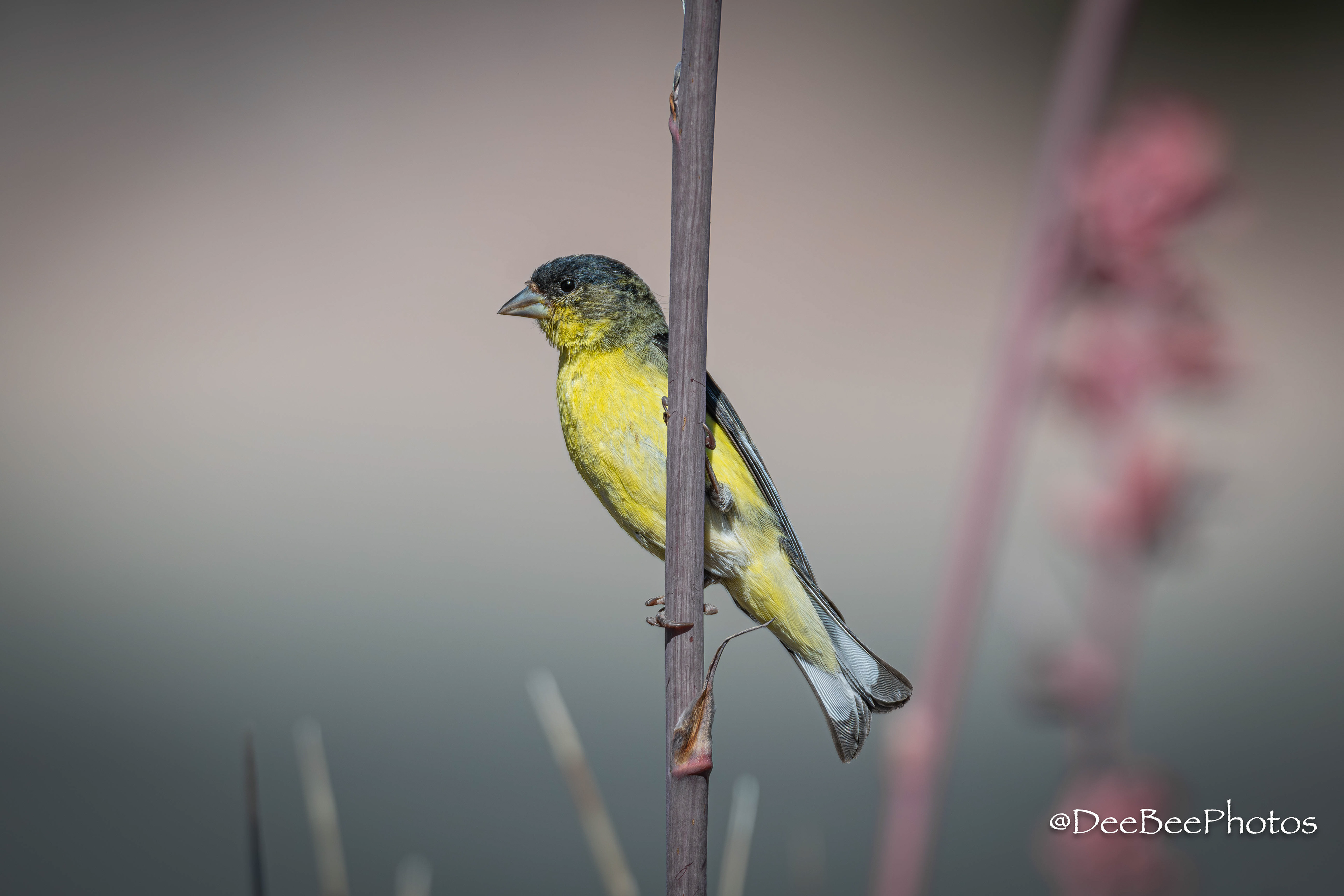 Lesser Goldfinch