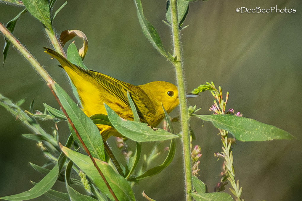 Yellow Warbler