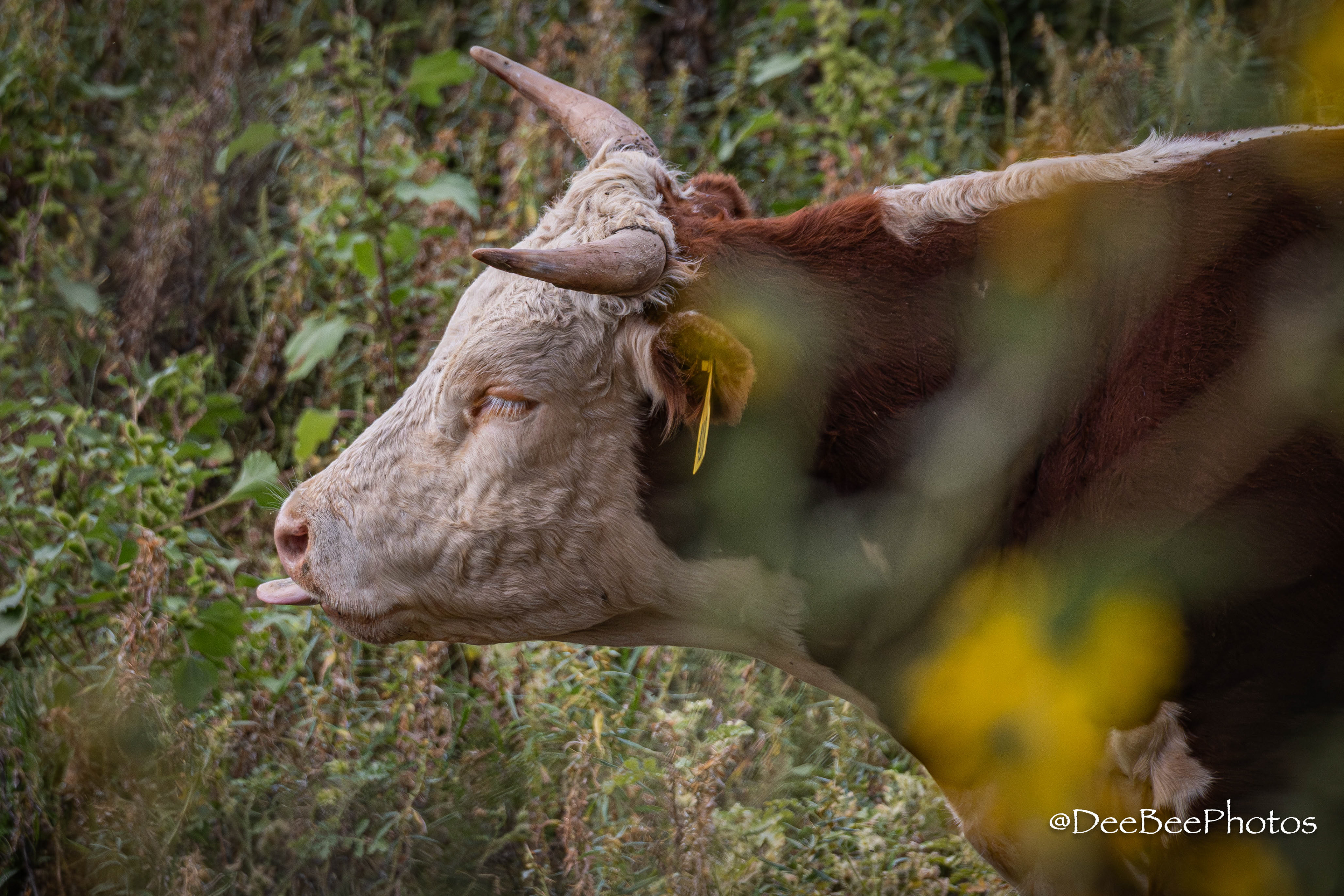 Cow