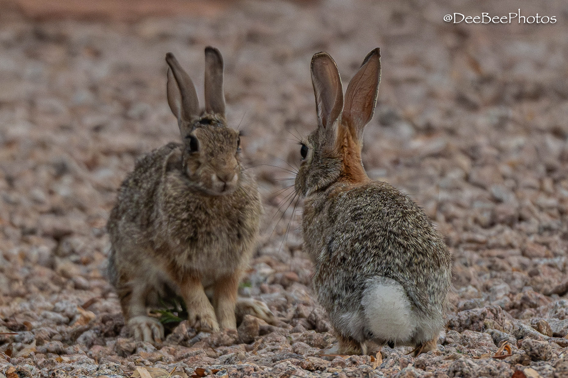 Rabbits
