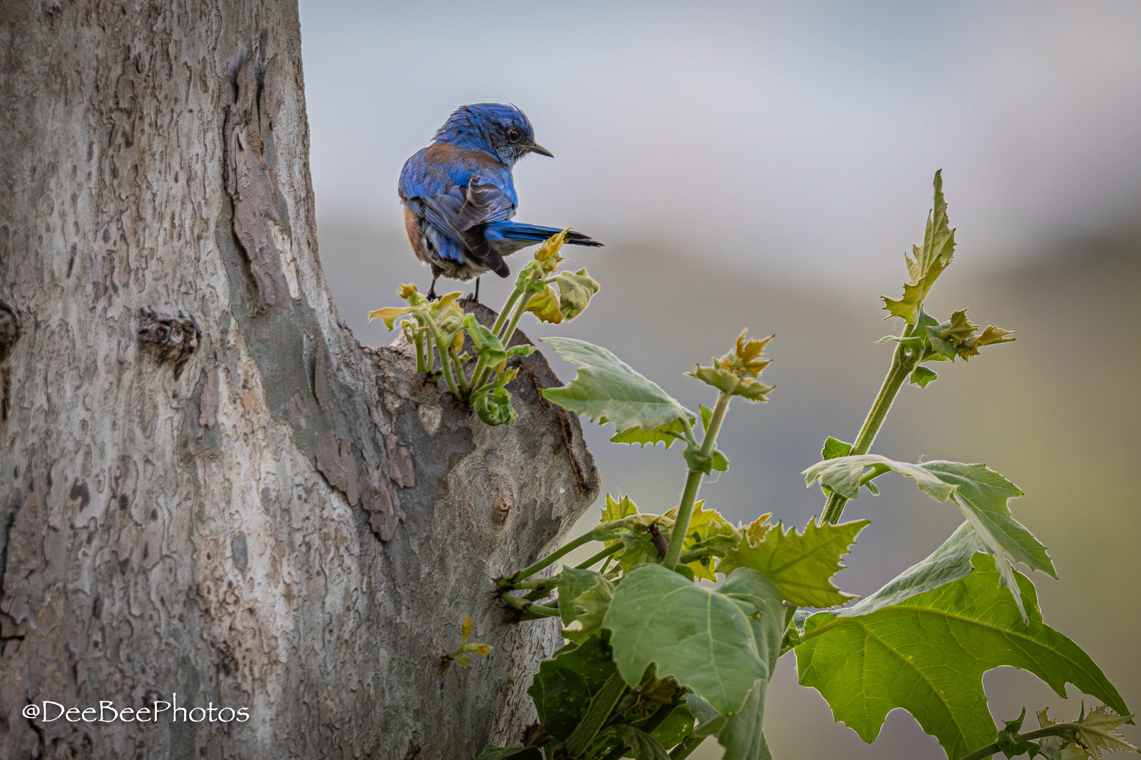 Western Bluebird