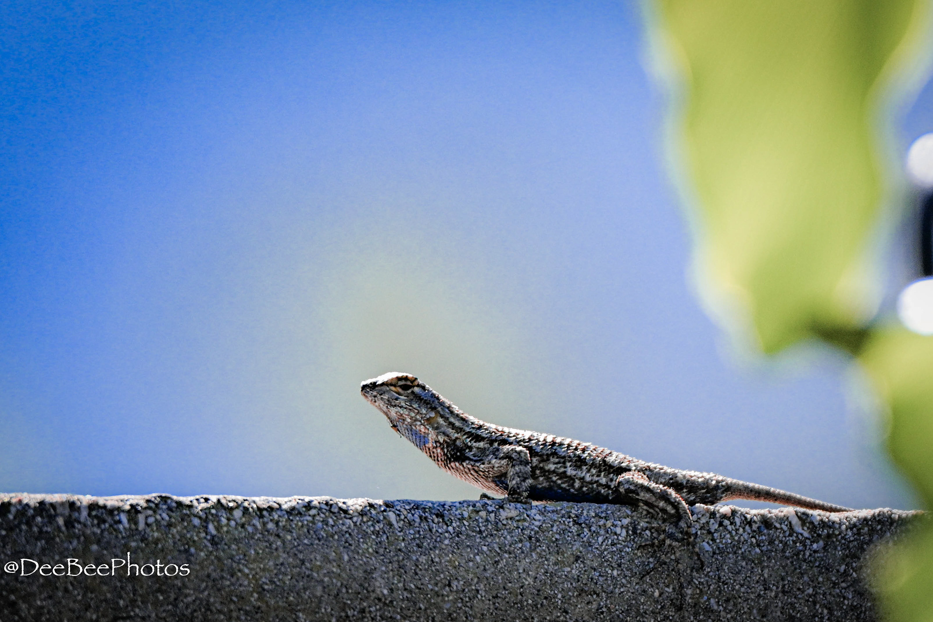 Lizard