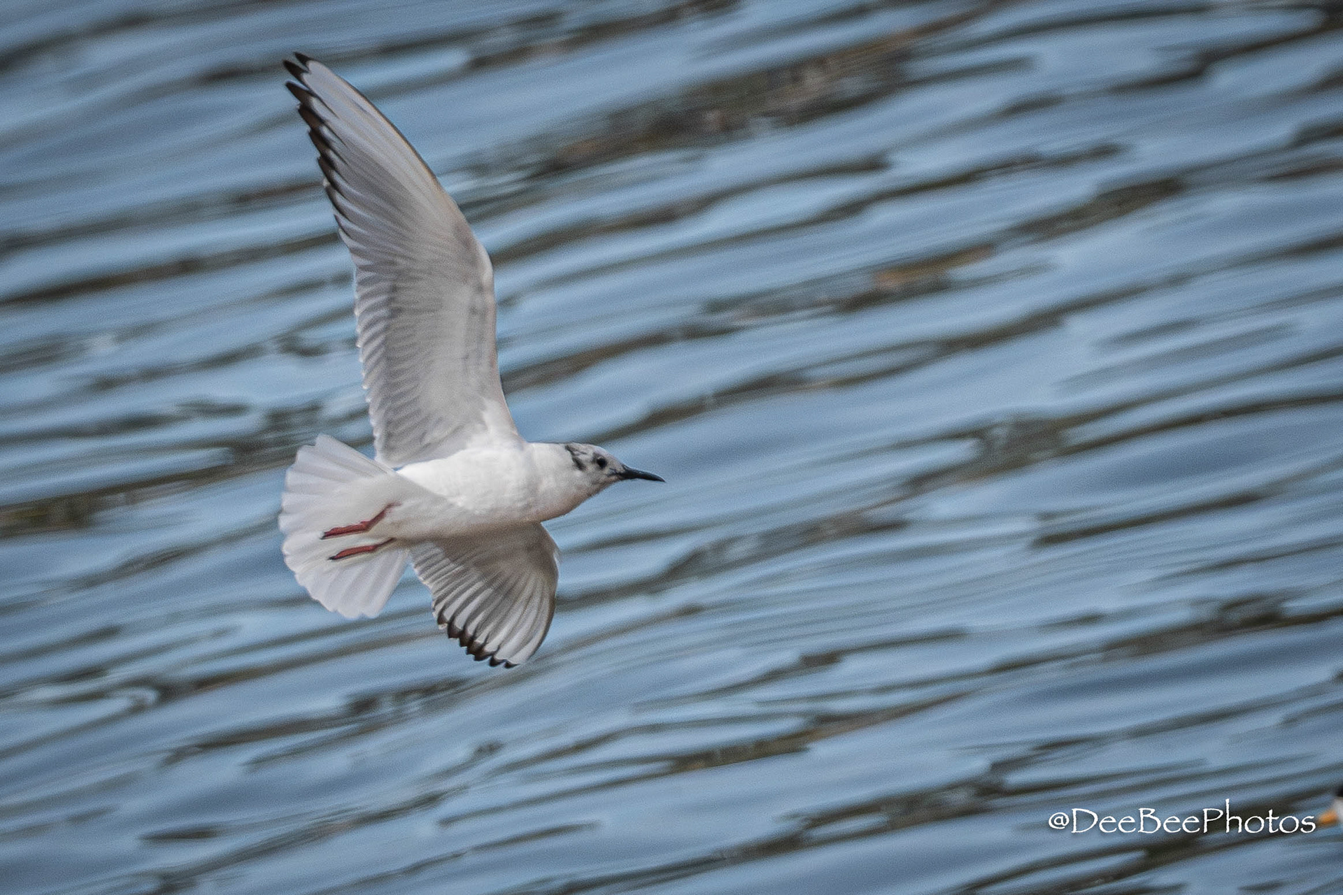Bonaparte's Gull
