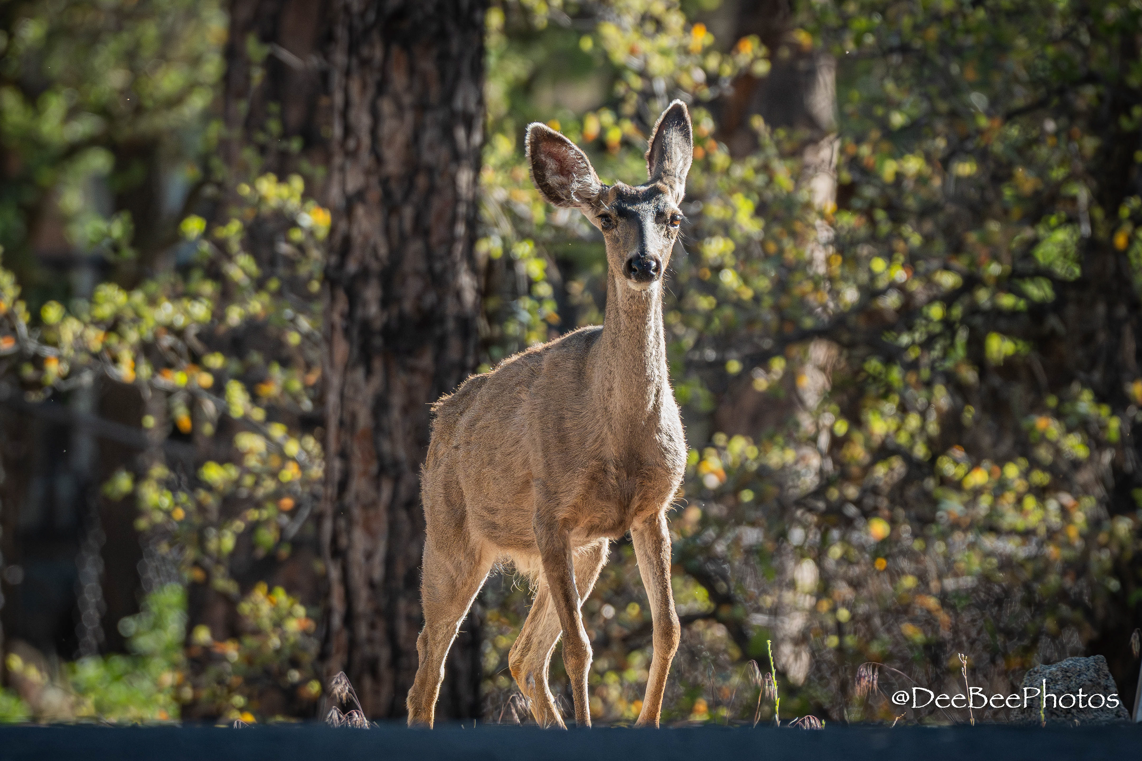 Deer