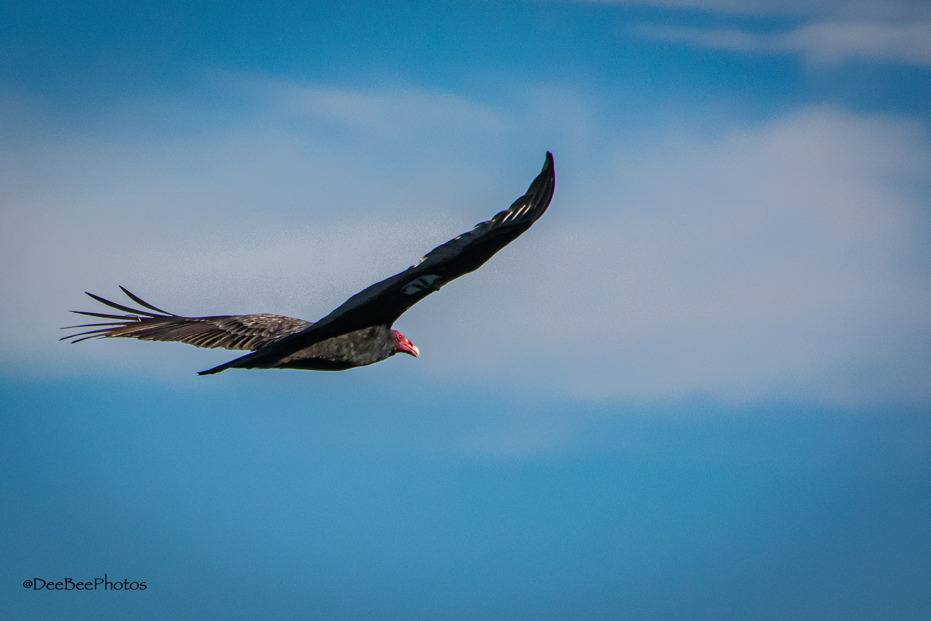 Turkey Vulture in flight