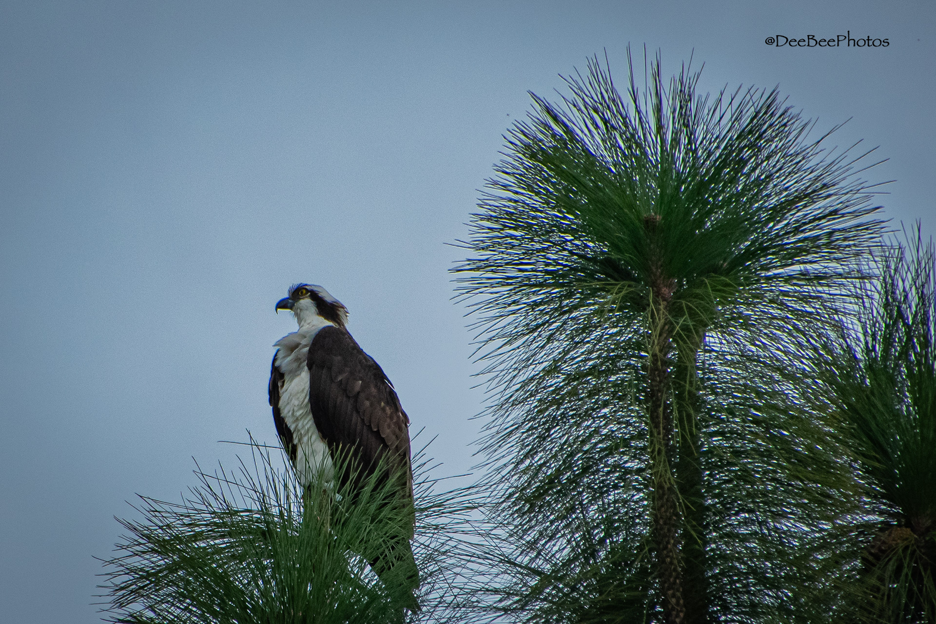 Osprey perched in tree